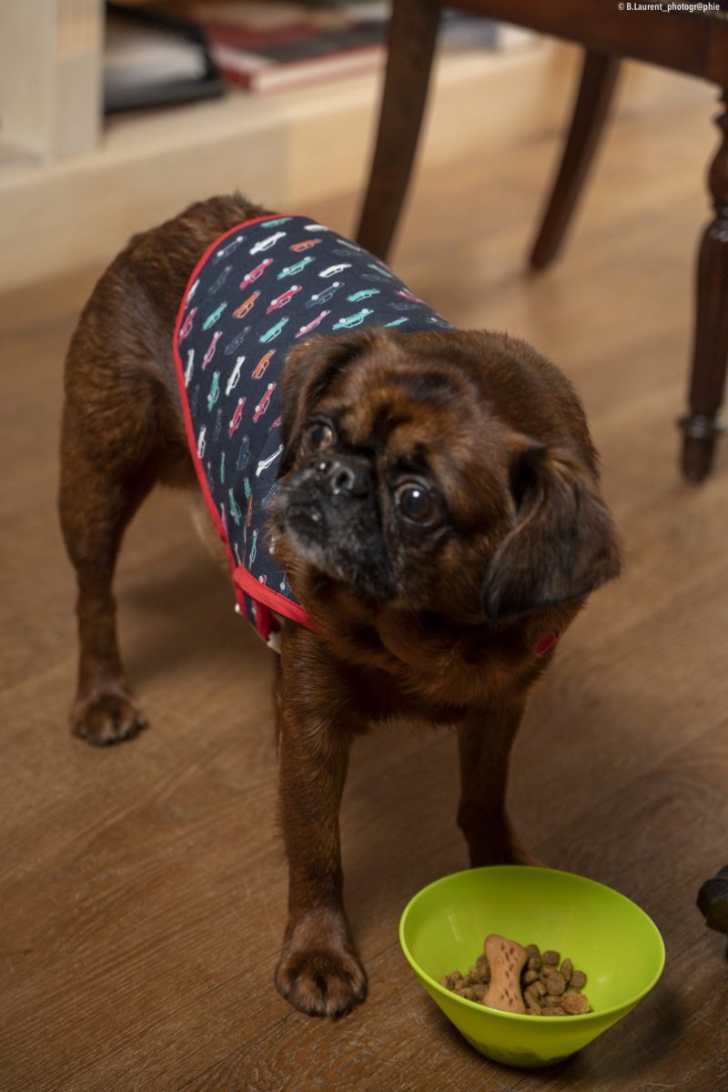 manteau pour chien made in france