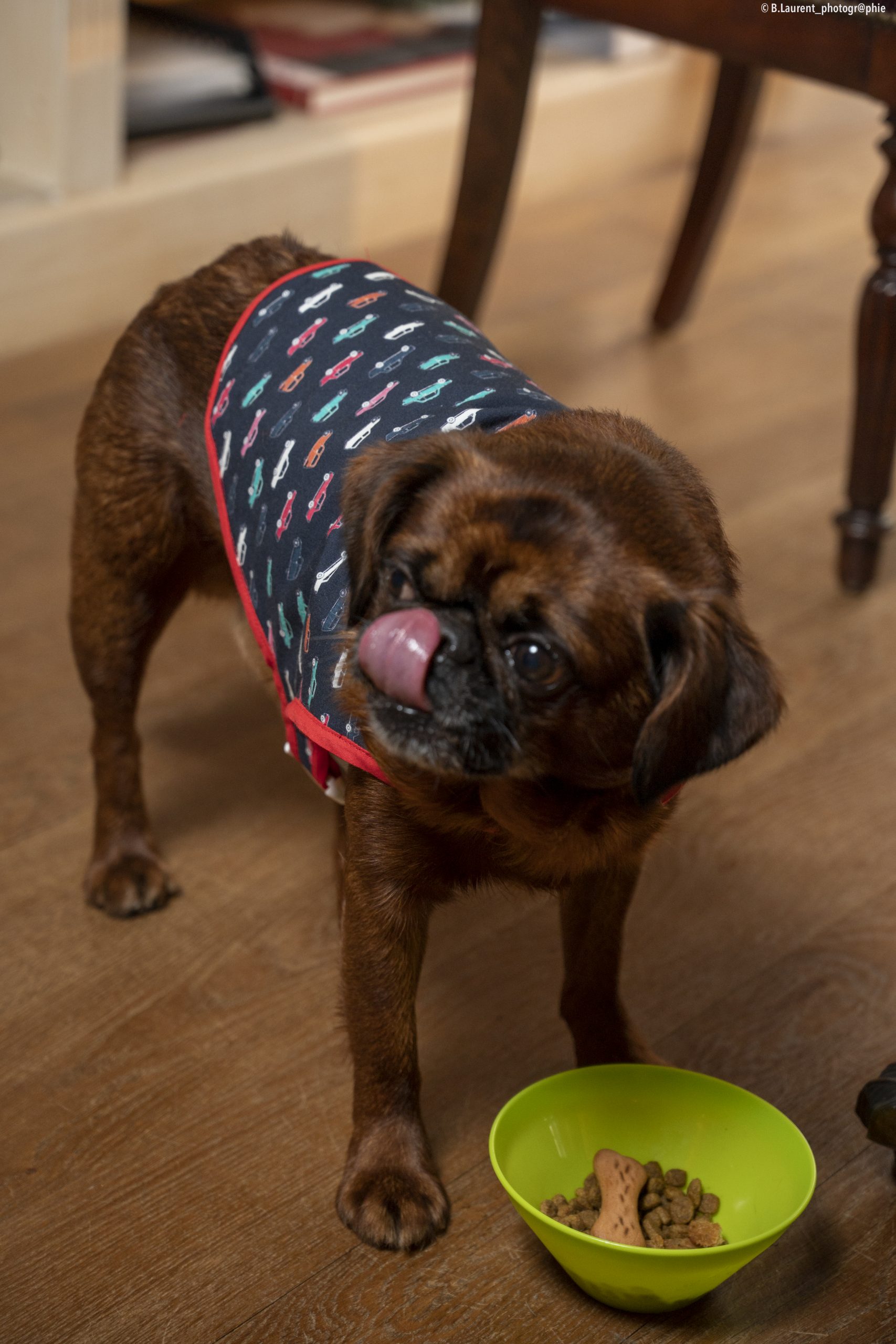 09042022-DSC_0590 manteau pour chien made in france