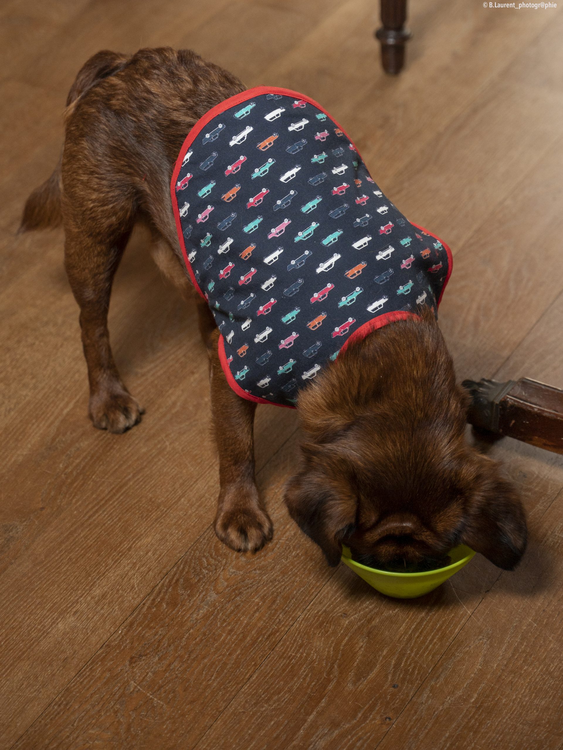 09042022-DSC_0592 manteau pour chien made in france