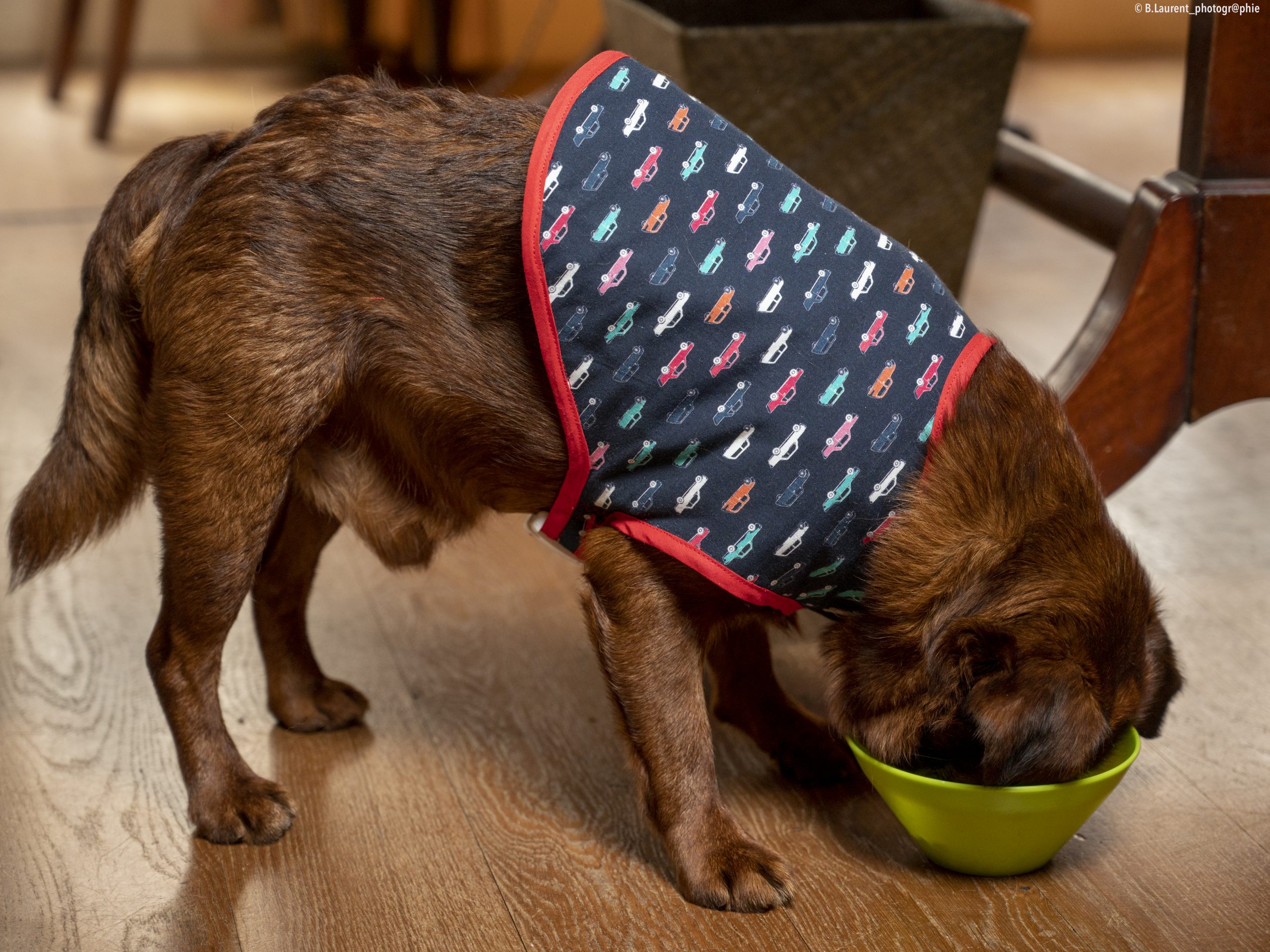 09042022-DSC_0594 manteau pour chien made in france