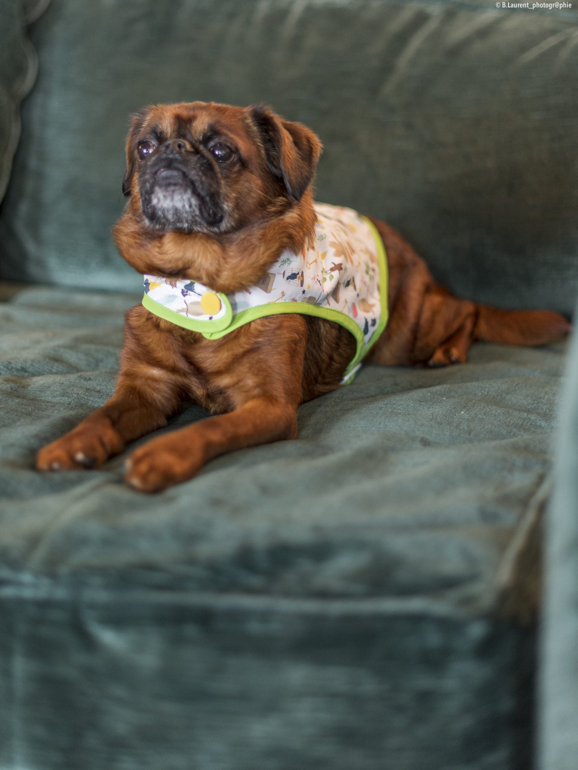 09042022-DSC_9577 manteau chien harry potter