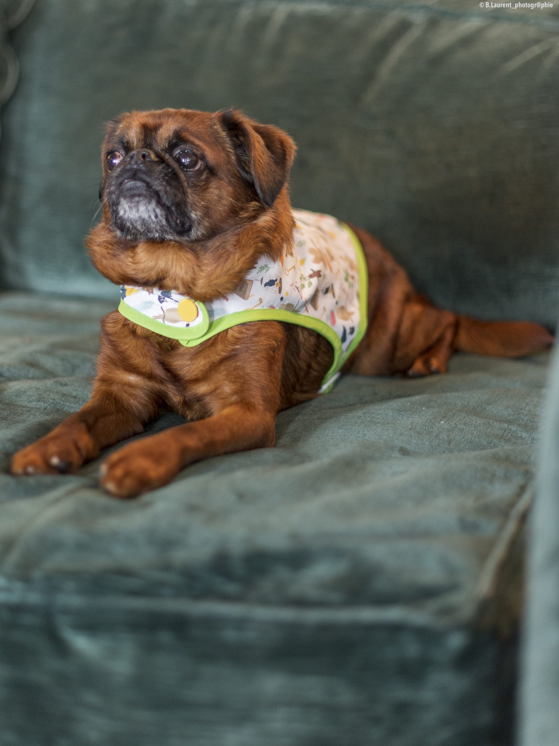 09042022-DSC_9578 manteau pour chien Harry Potter