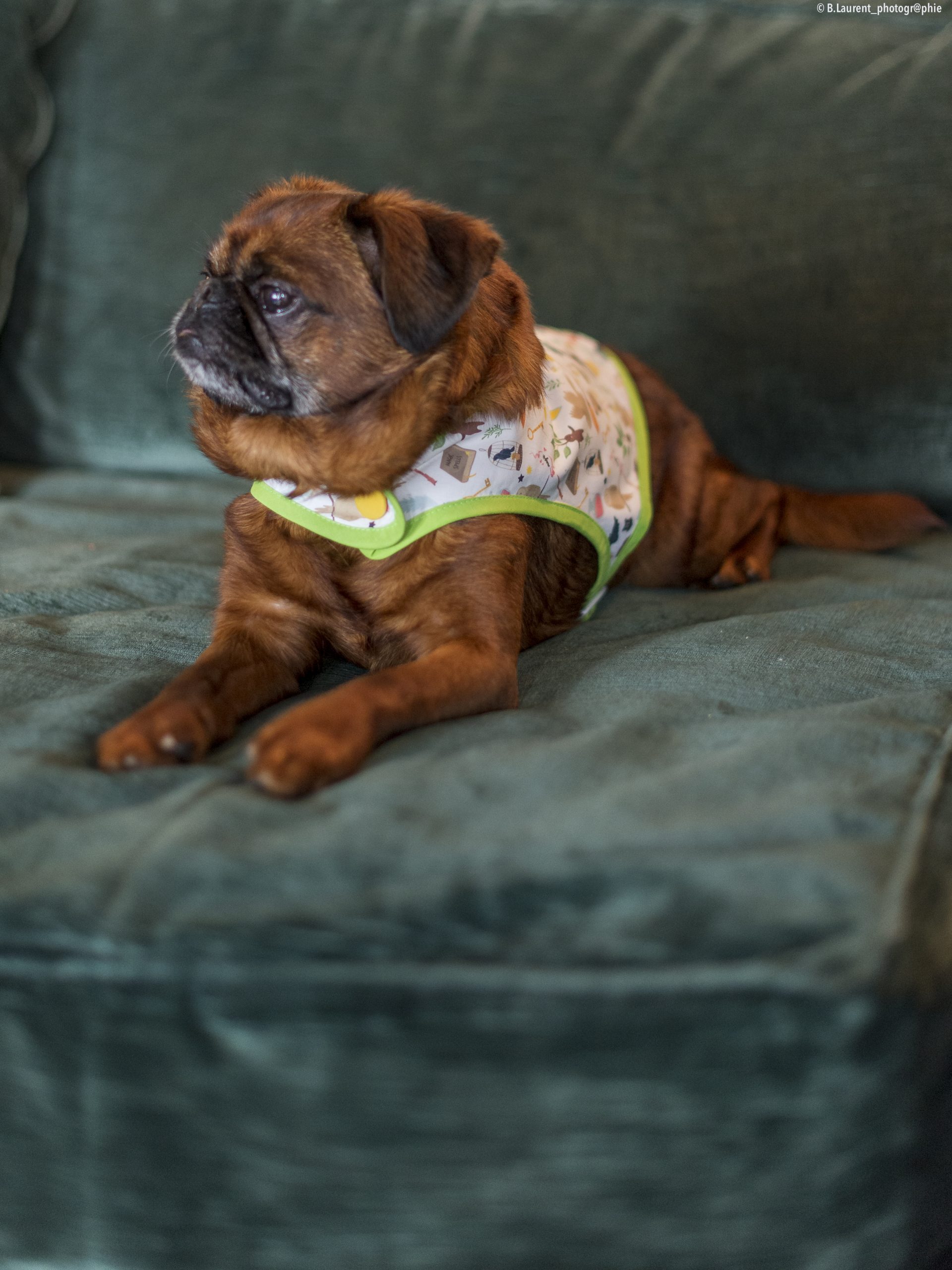 09042022-DSC_9579 manteau pour chien Harry Potter