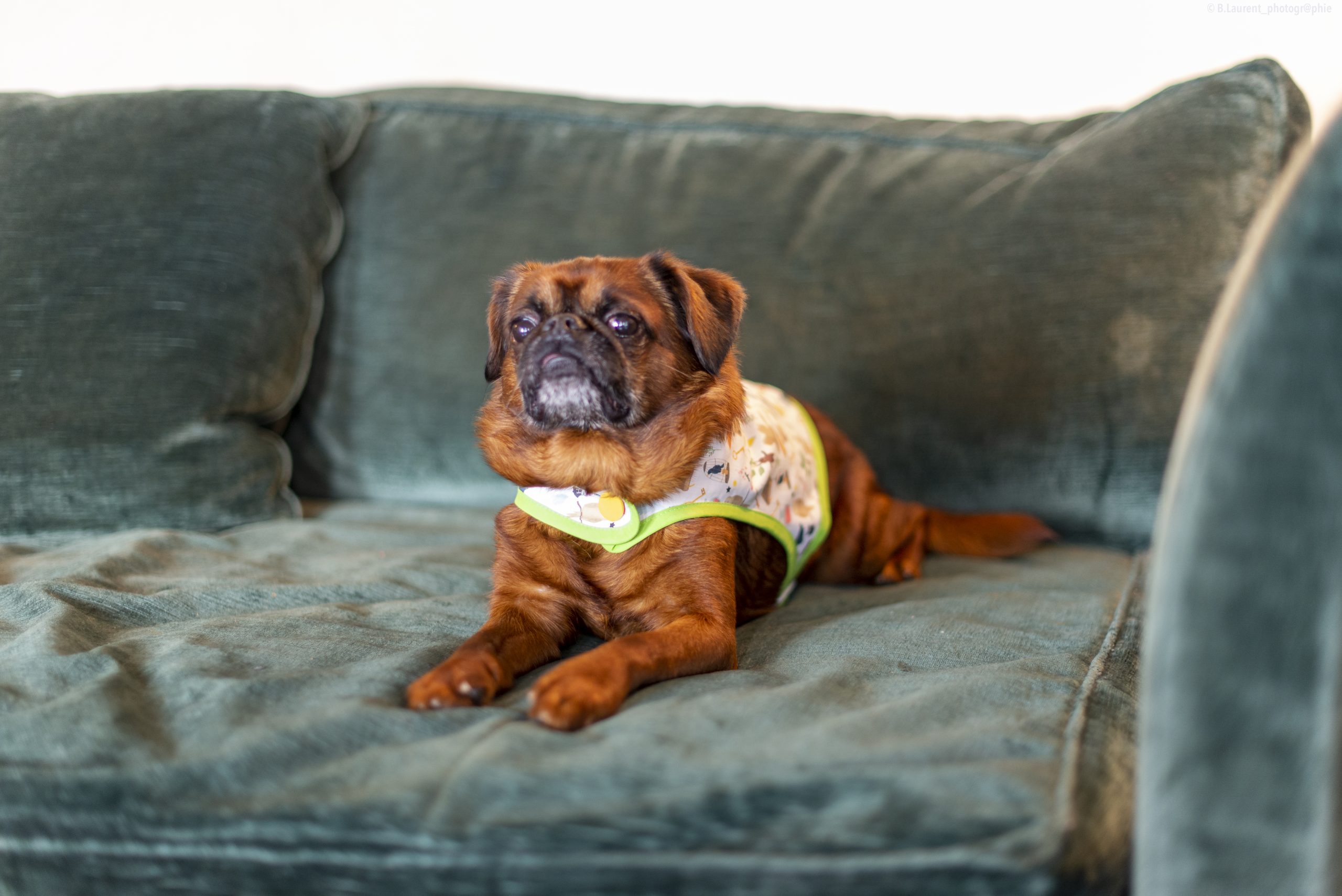 09042022-DSC_9581 manteau pour chien Harry Potter