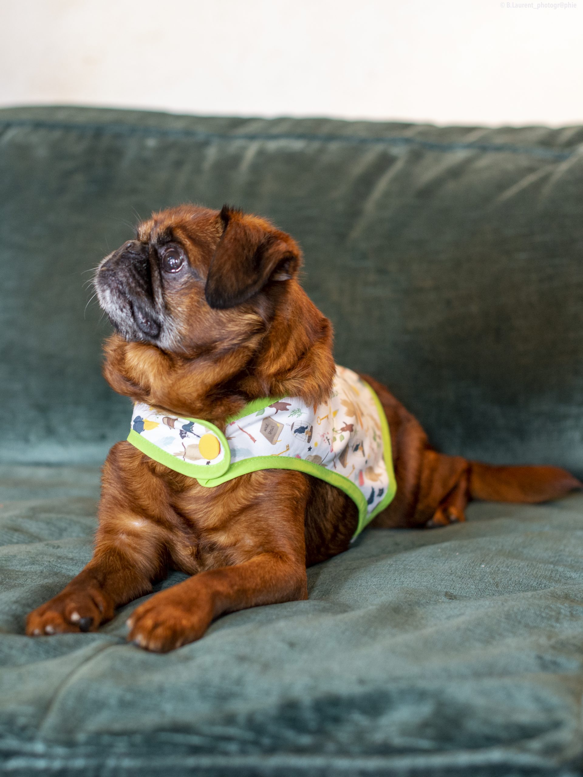 09042022-DSC_9583 manteau pour chien Harry Potter