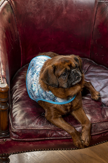 manteau pour chien bleu