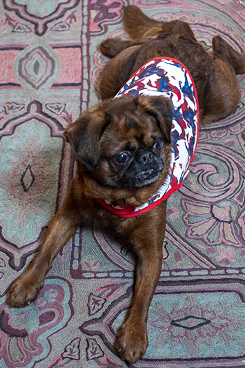 manteau pour chien Superman