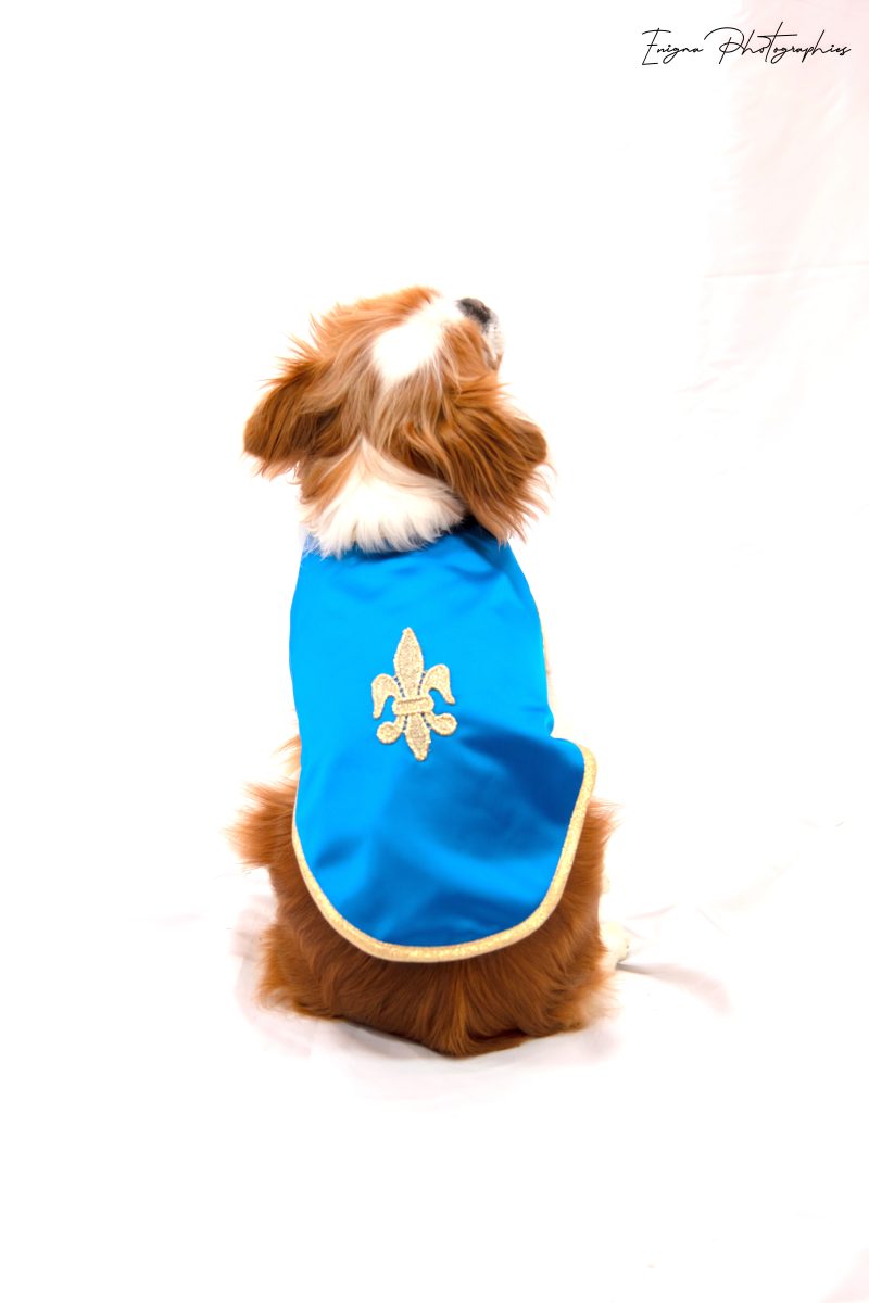 manteau pour chien bleu roi made in France