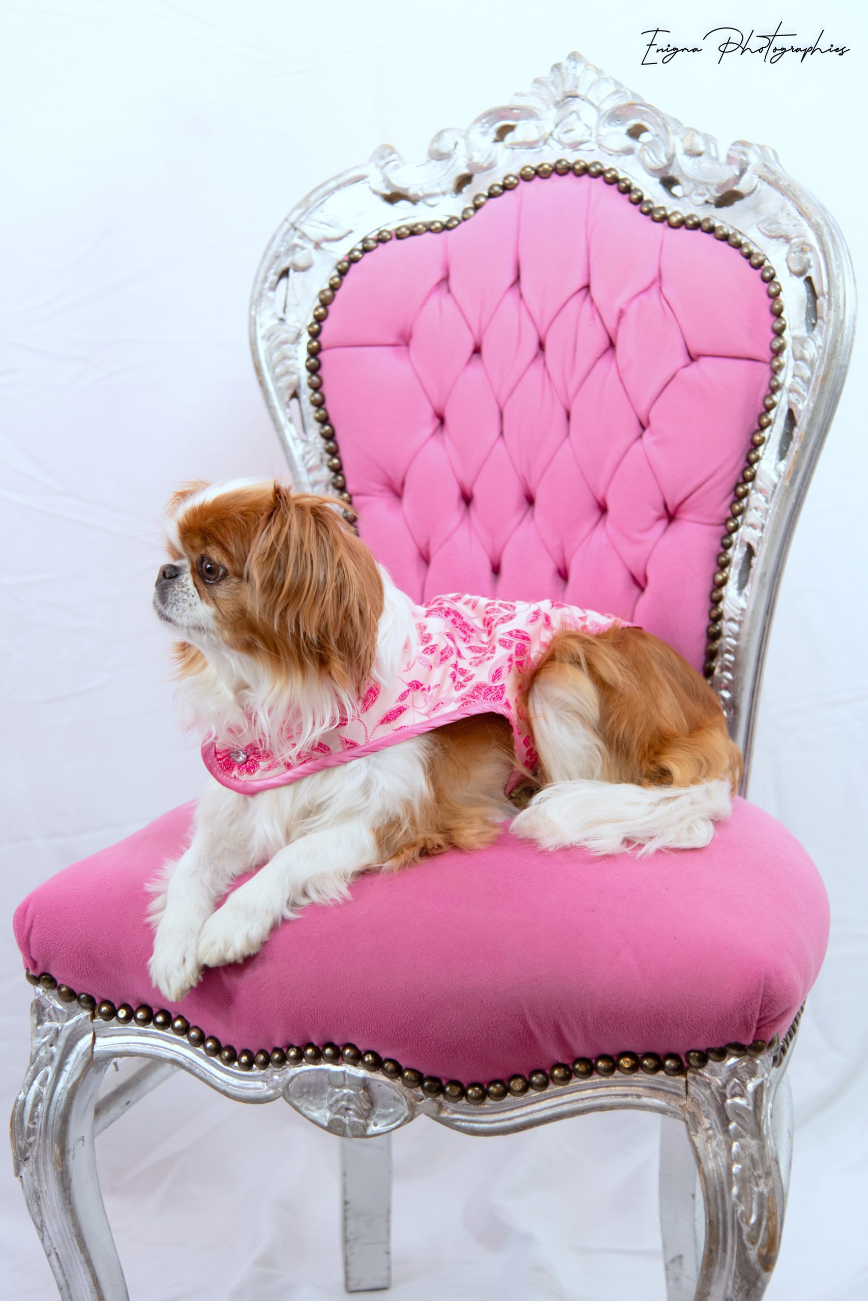DSC_7389 manteau pour chien en brocart rose Made in France Belle au Bois dormant