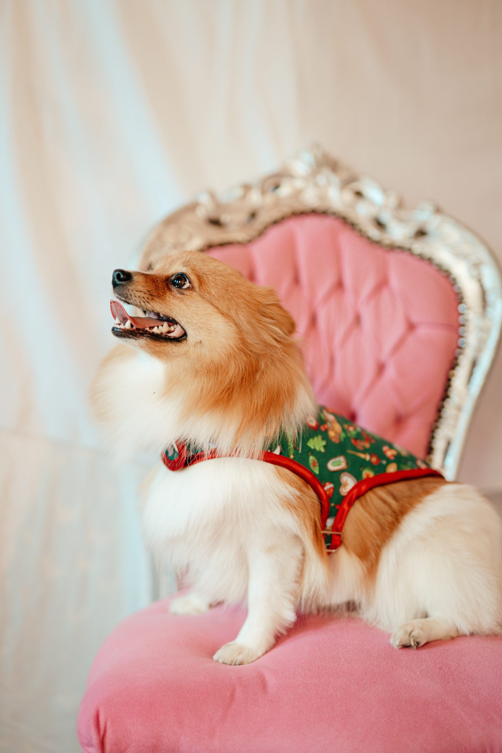 L.S_04.01_C&D-37 dog coat made in France in green cotton with Christmas print