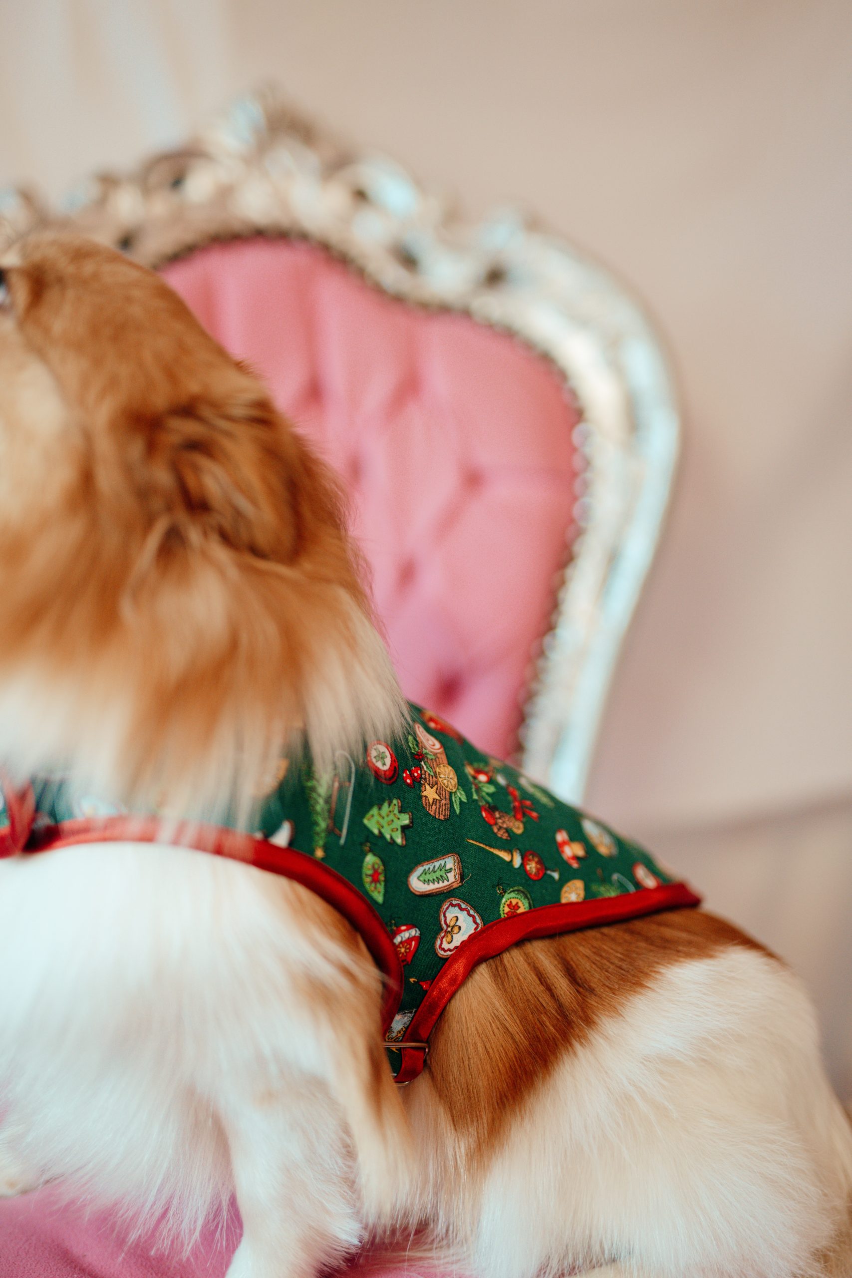 L.S_04.01_C&D-39 dog coat made in France in green cotton with Christmas print