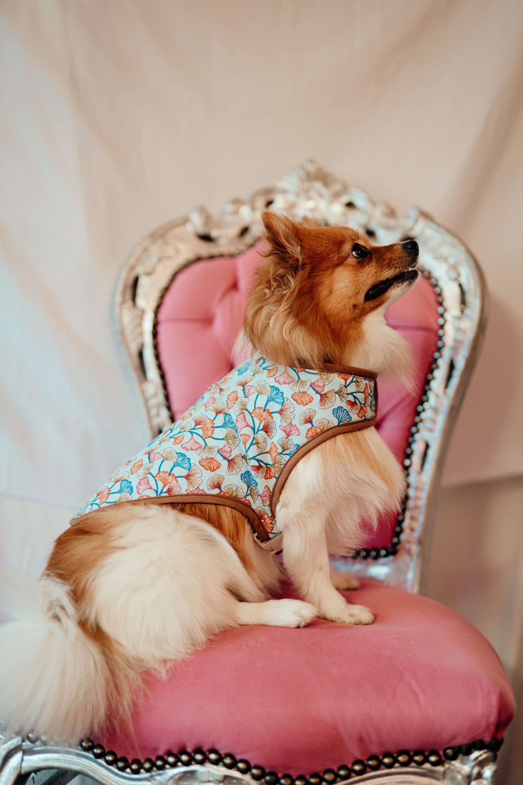 manteau pour chien made in france bleu ciel à motif ginko biloba