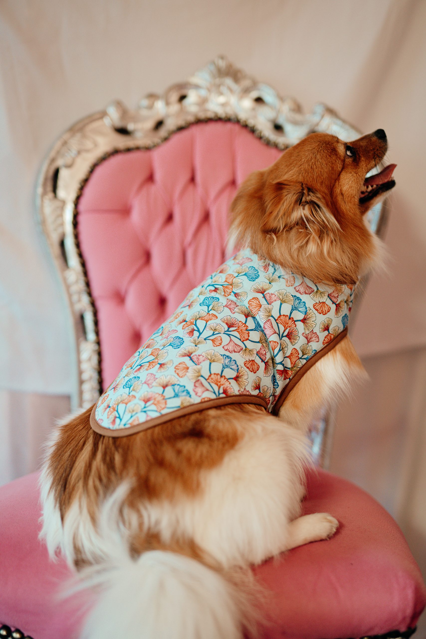manteau pour chien made in france bleu ciel à motif ginko biloba