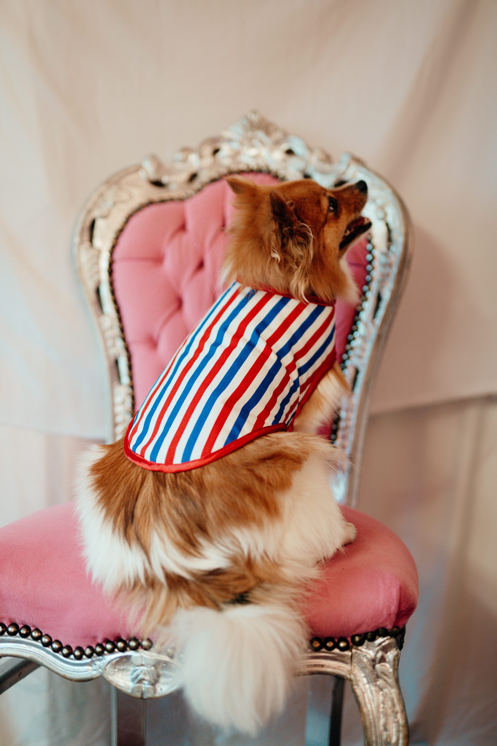 L.S_04.01_C&D-55 manteau pour chien tricolore made in France Jeux Olympiques