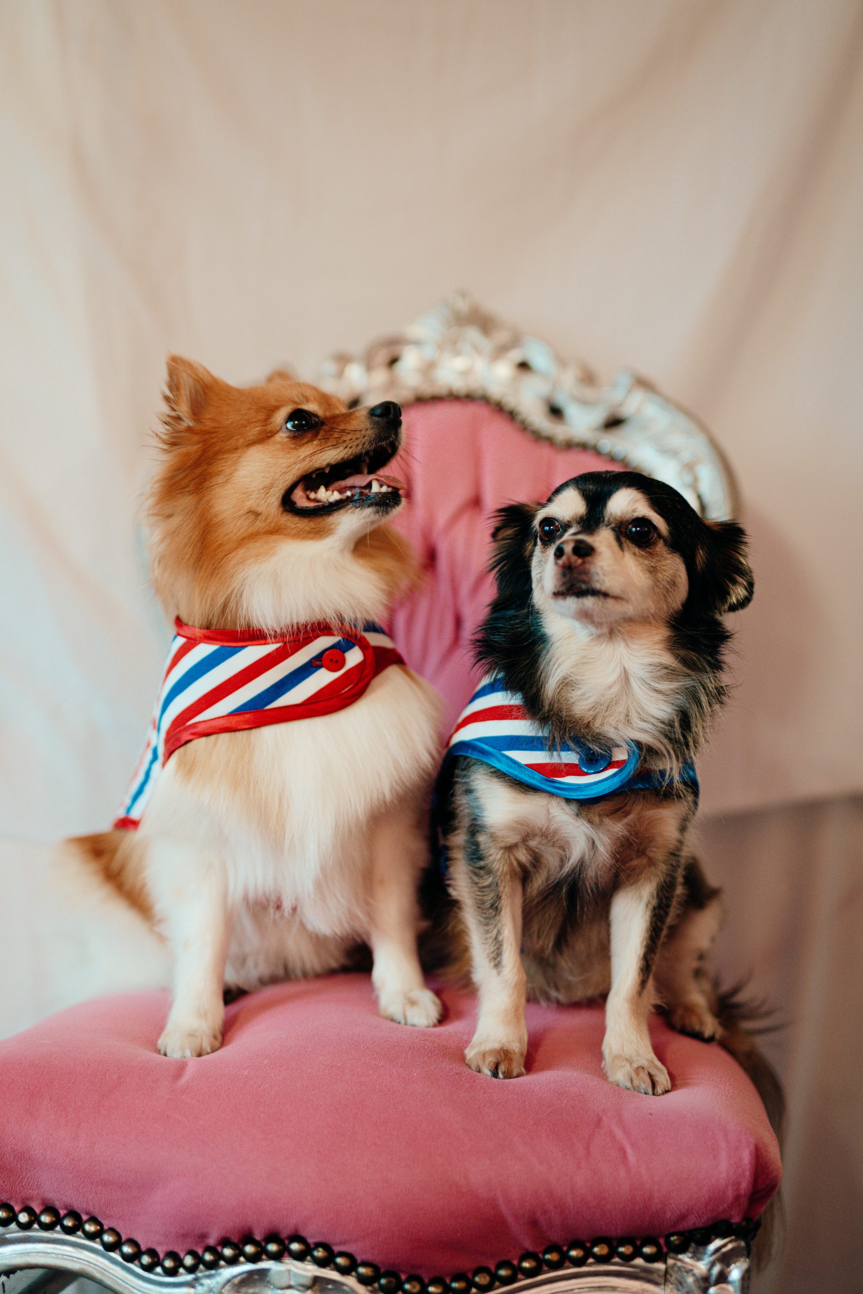 L.S_04.01_C&D-59 manteau pour chien tricolore made in France Jeux Olympiques