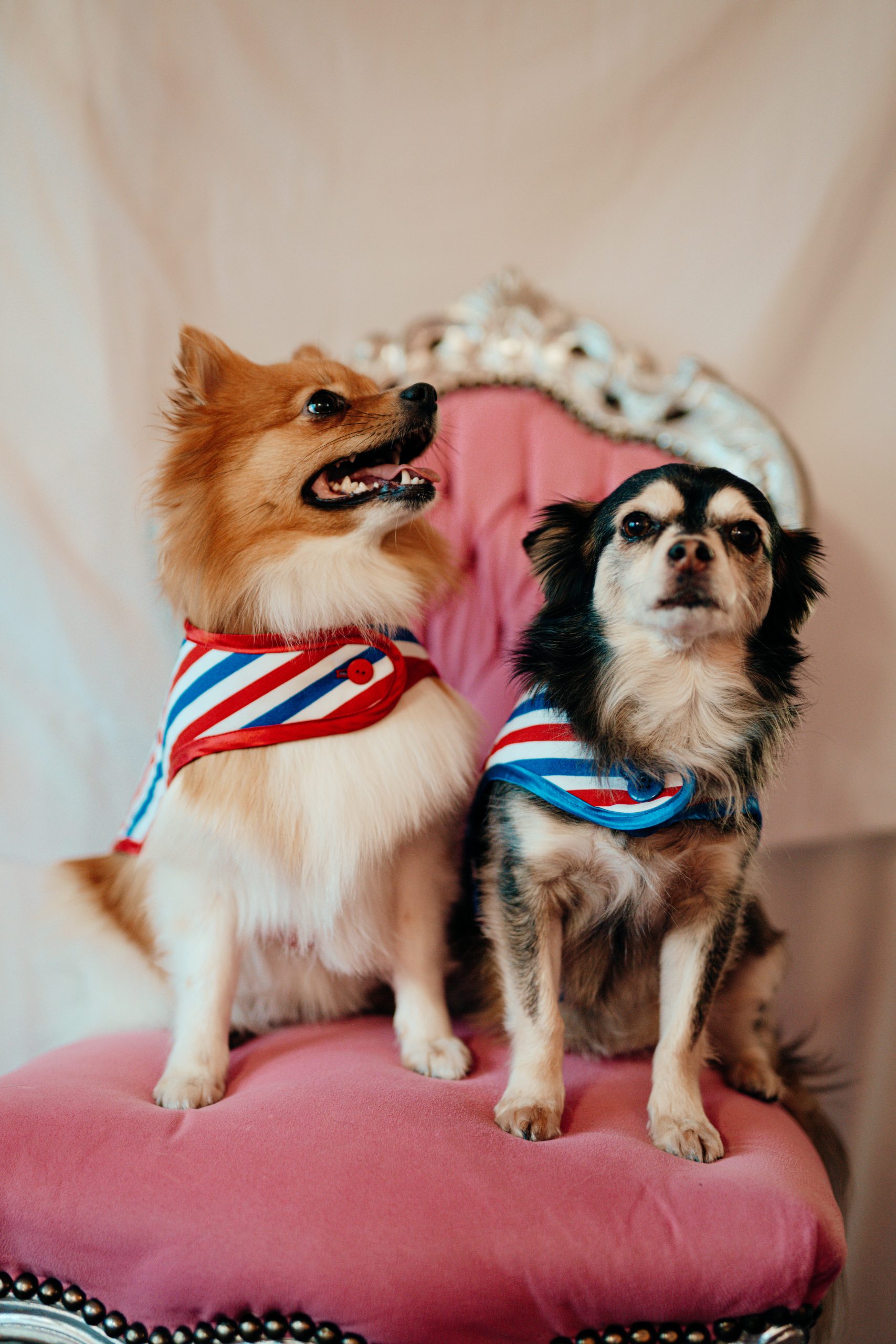 L.S_04.01_C&D-60 manteau pour chien tricolore made in France Jeux Olympiques