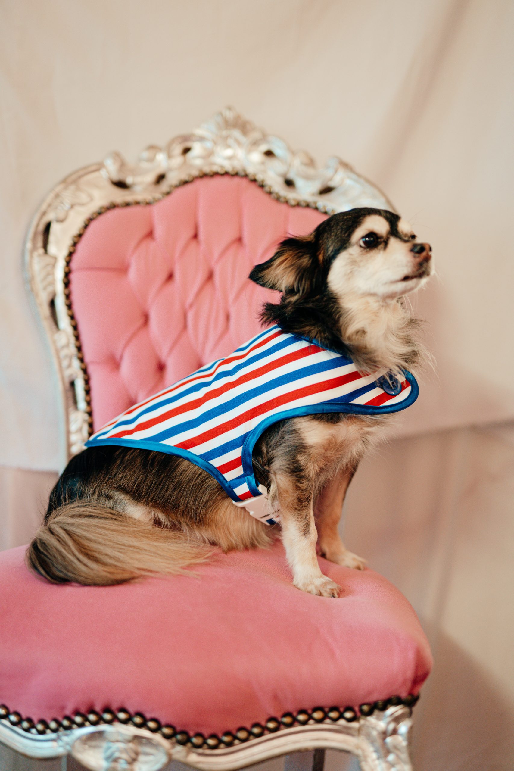 L.S_04.01_C&D-63 manteau pour chien tricolore made in France Jeux Olympiques