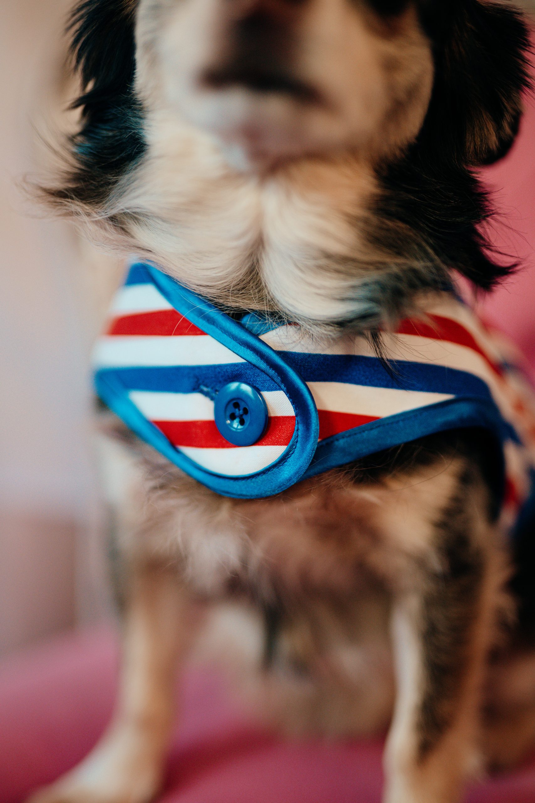 L.S_04.01_C&D-64 manteau pour chien tricolore made in France Jeux Olympiques