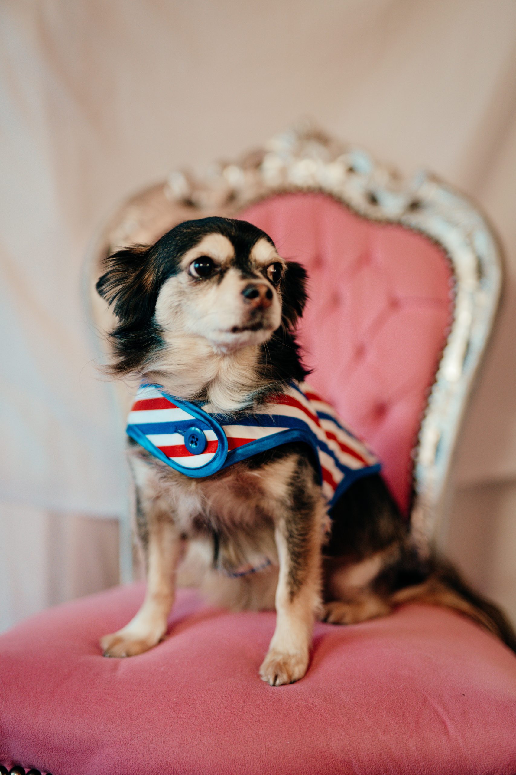 L.S_04.01_C&D-65 manteau pour chien tricolore made in France Jeux Olympiques