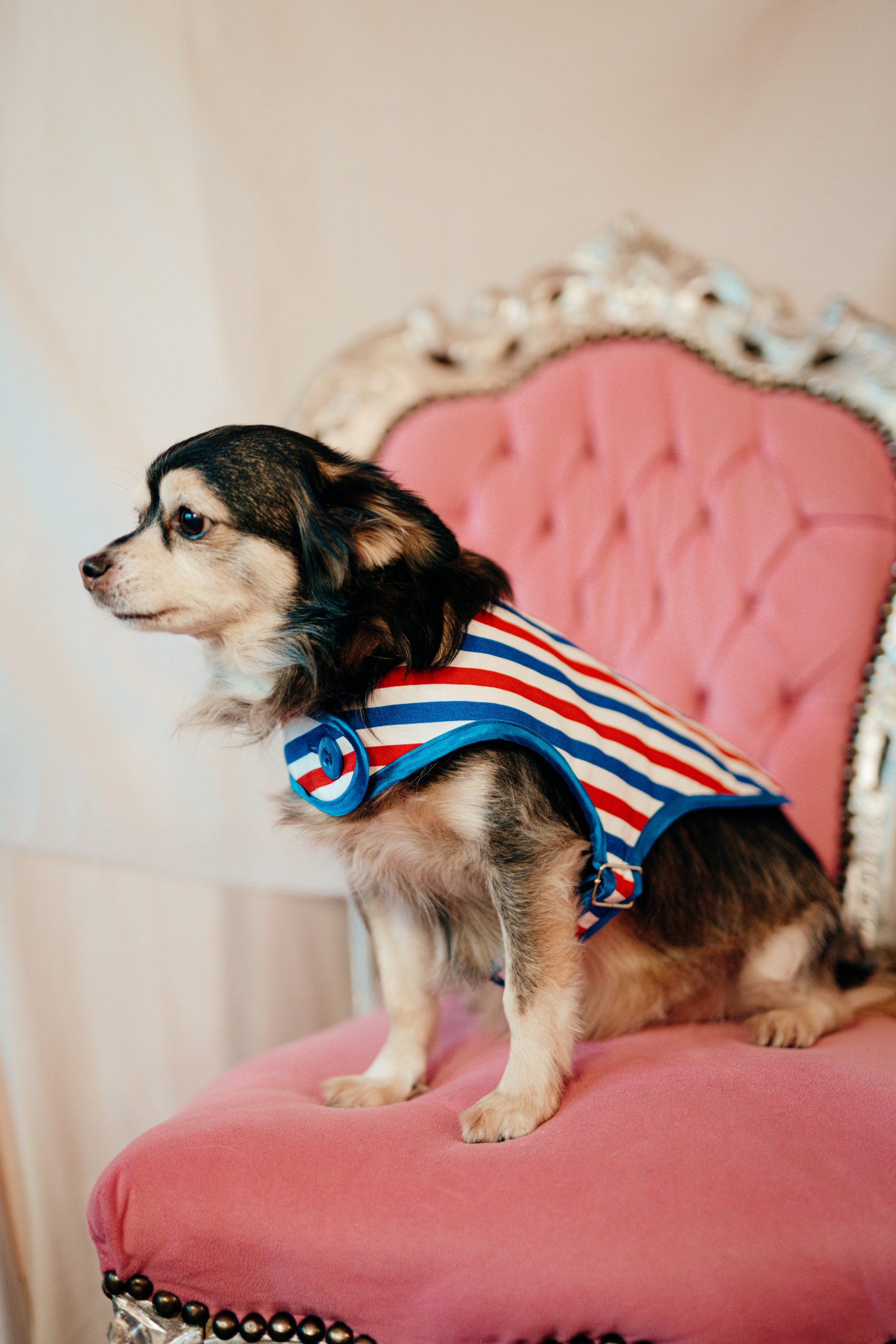 L.S_04.01_C&D-67 manteau pour chien tricolore made in France Jeux Olympiques