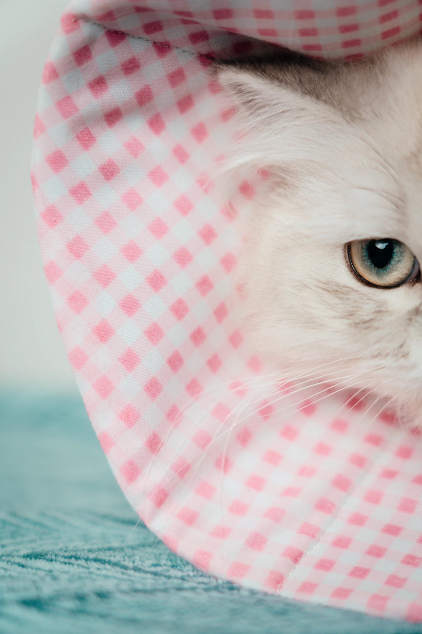 collerette-post-operatoire-textile-made-in-france-chien-chat-vichy-rose