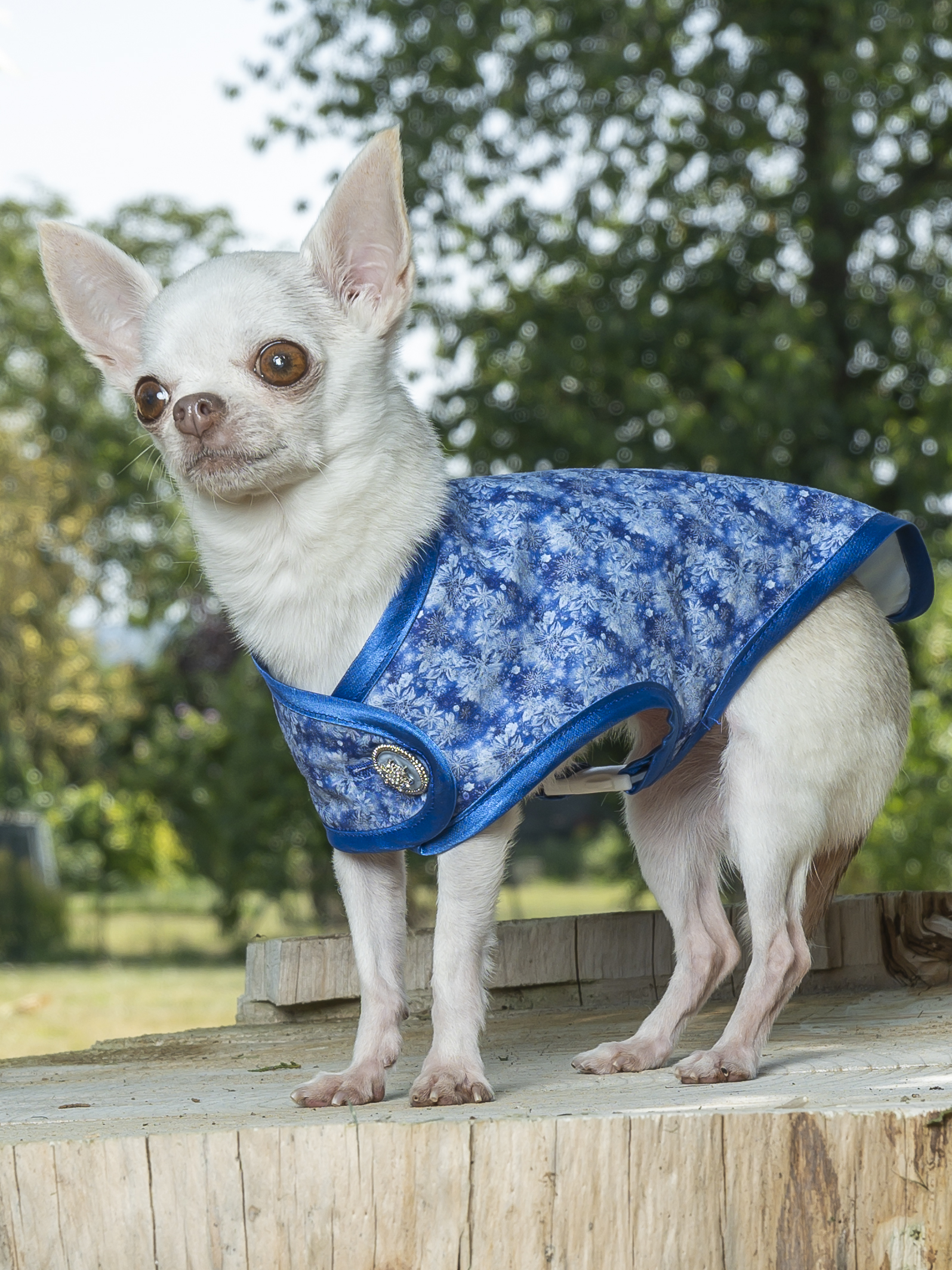 manteau pour chien flocons de neige made in france