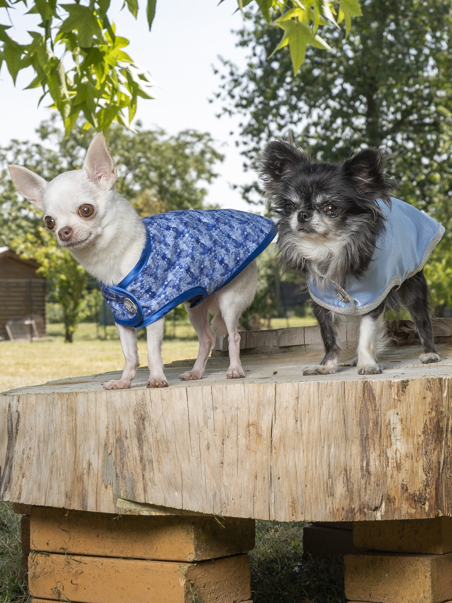 manteau pour chien flocons de neige made in france