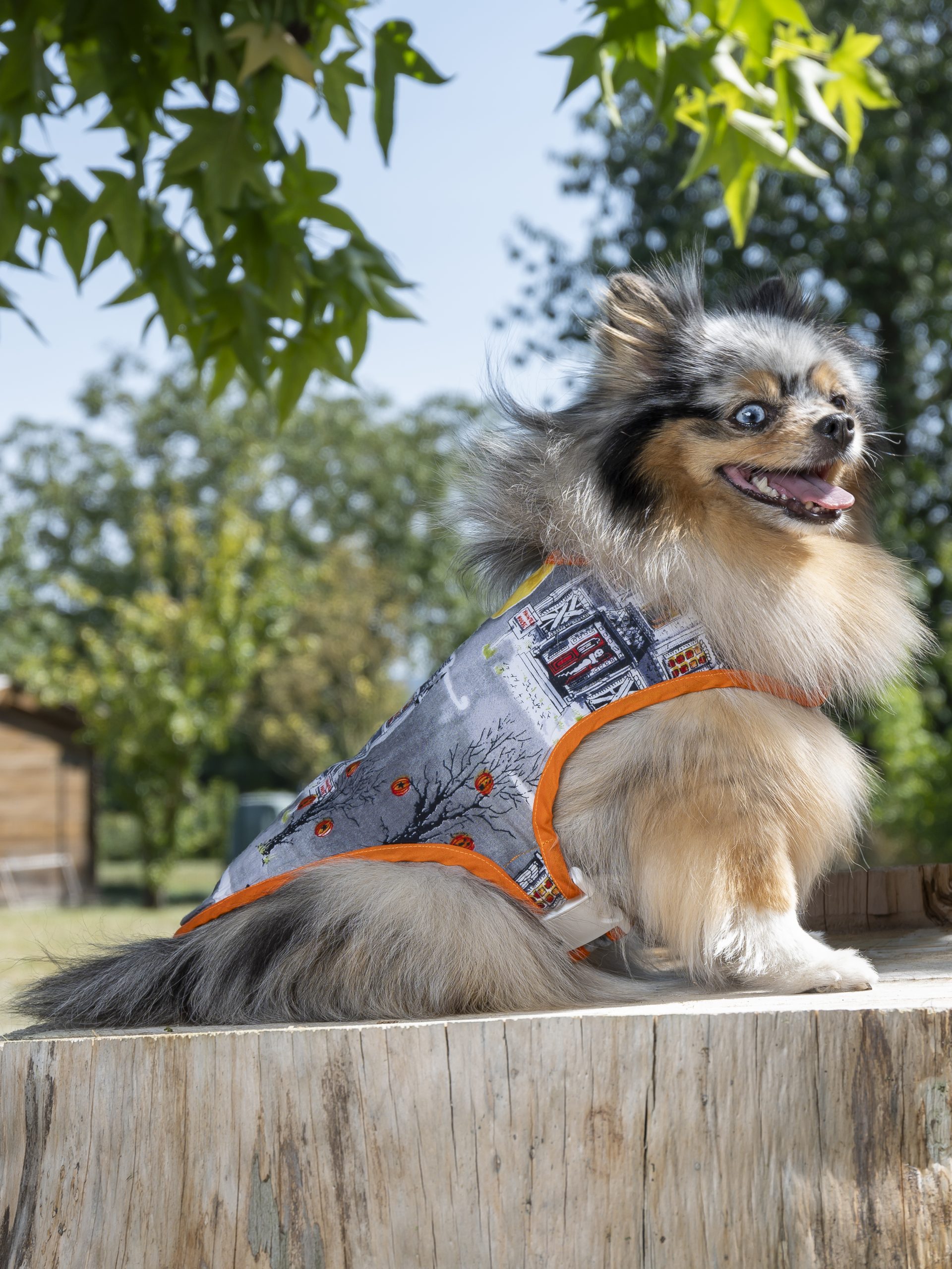 manteau pour chien made in france maisons hantées
