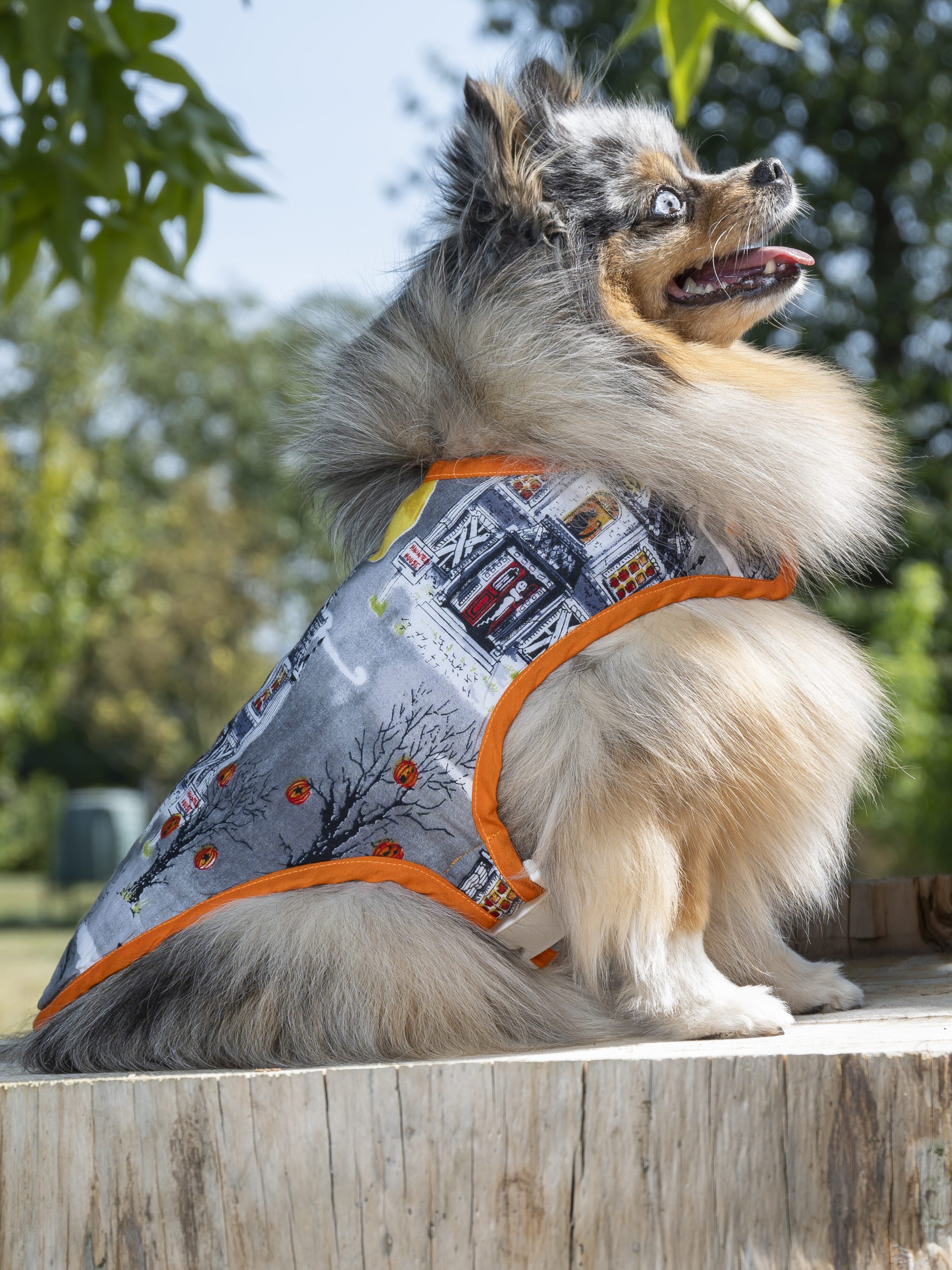 manteau pour chien made in france maisons hantées