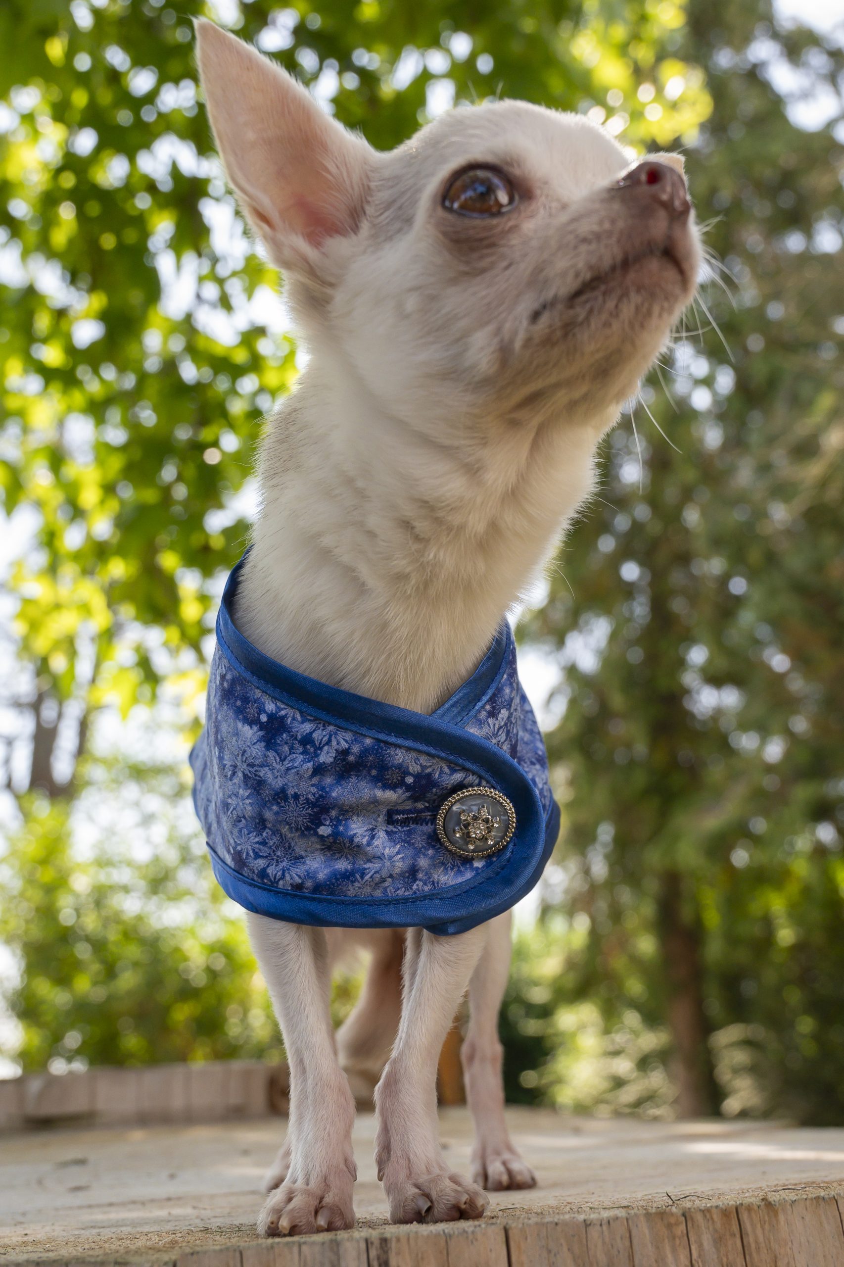 manteau pour chien flocons de neige made in france