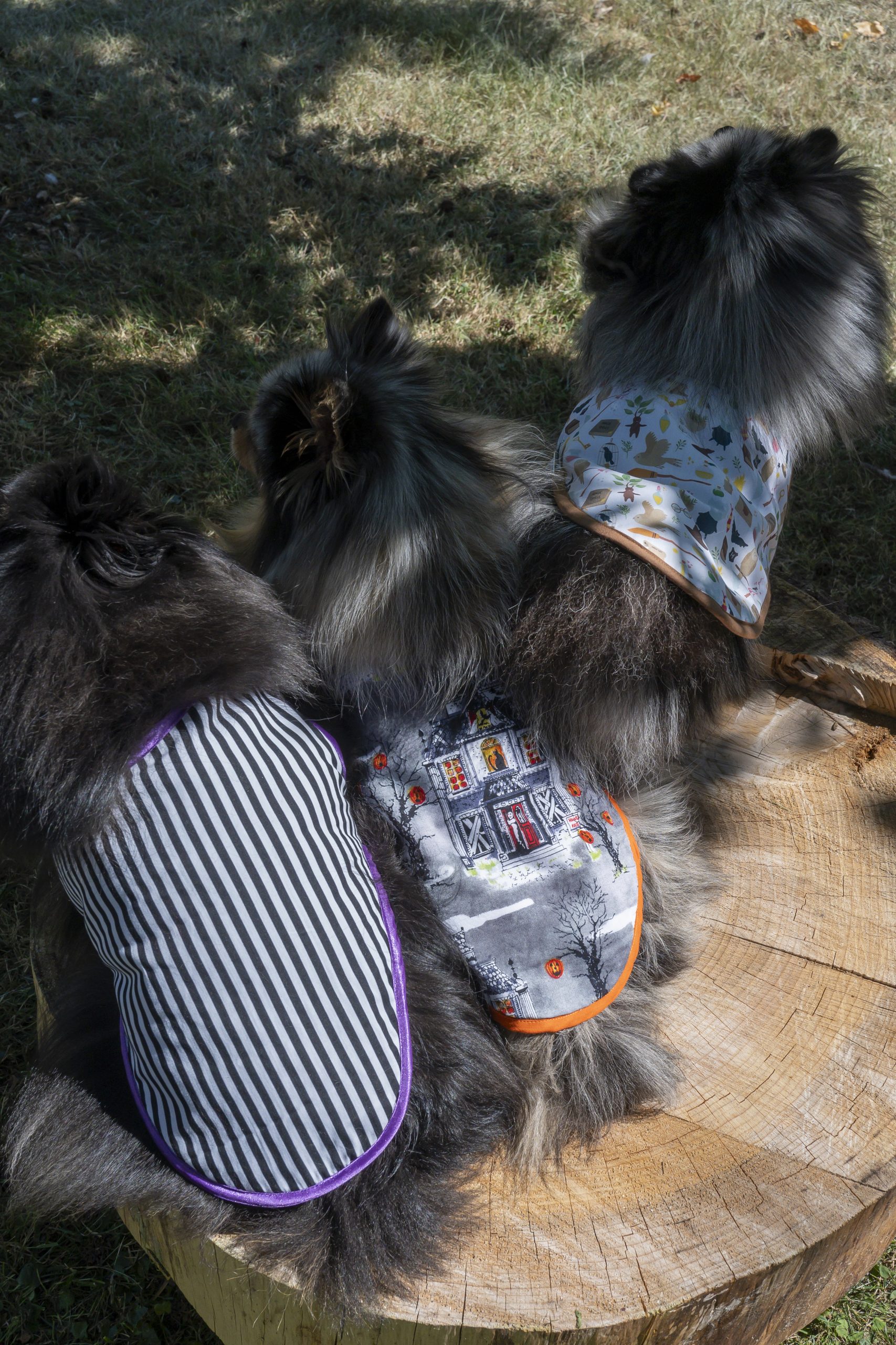 manteau pour chien made in france maisons hantées