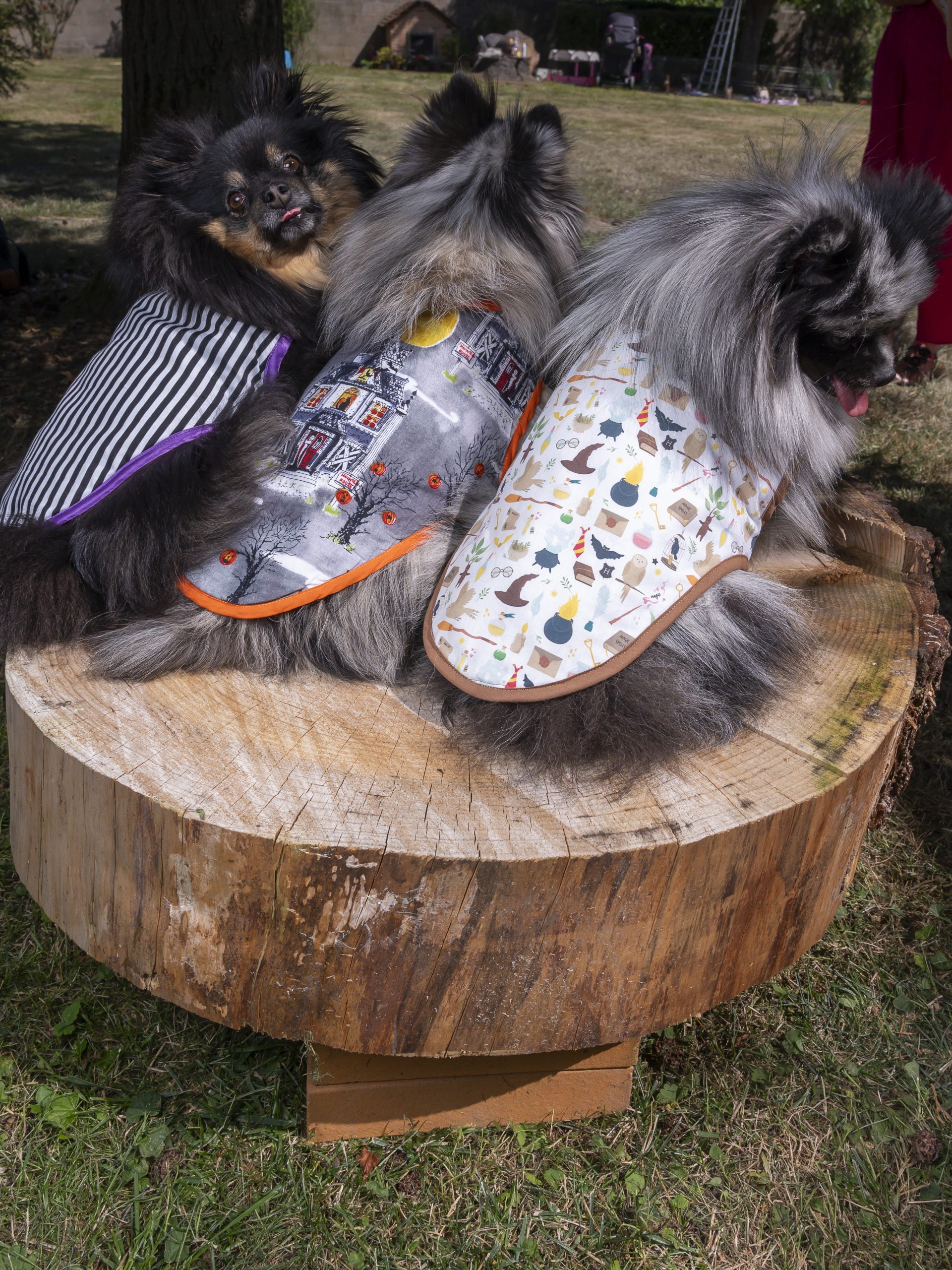 manteau pour chien made in france maisons hantées