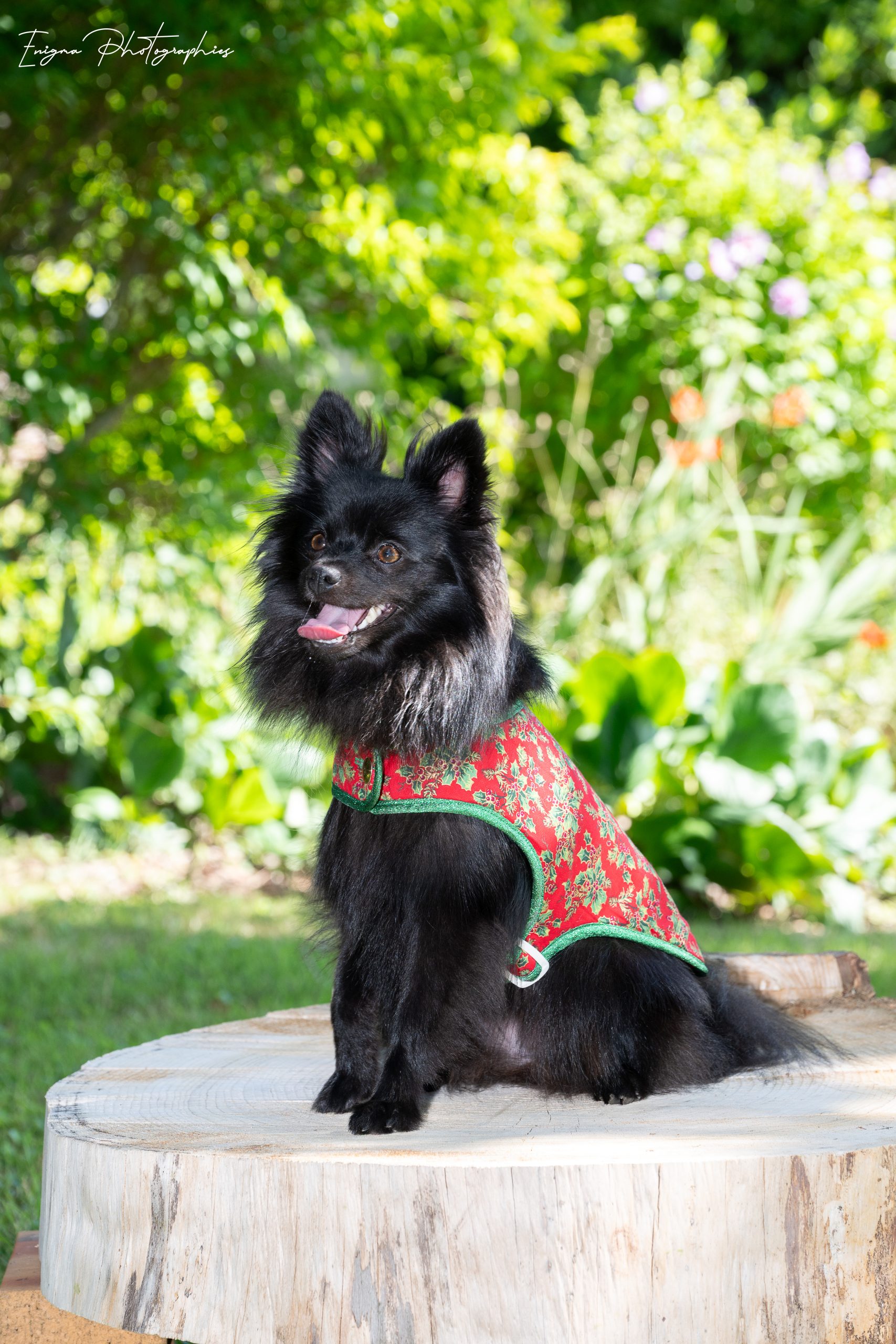 DSC_2800 manteau pour chien Noël made in France