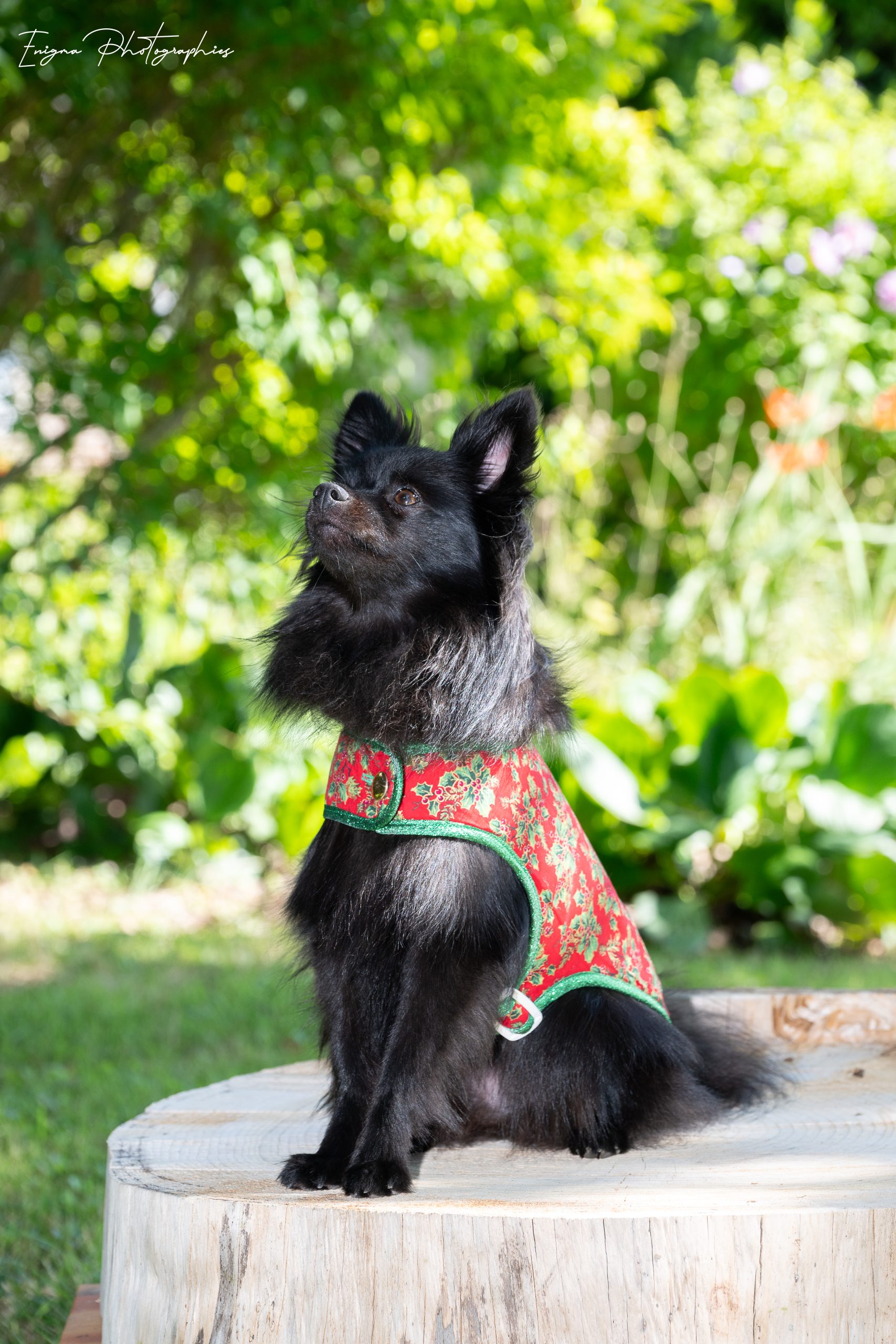 DSC_2804 manteau pour chien Noël made in France