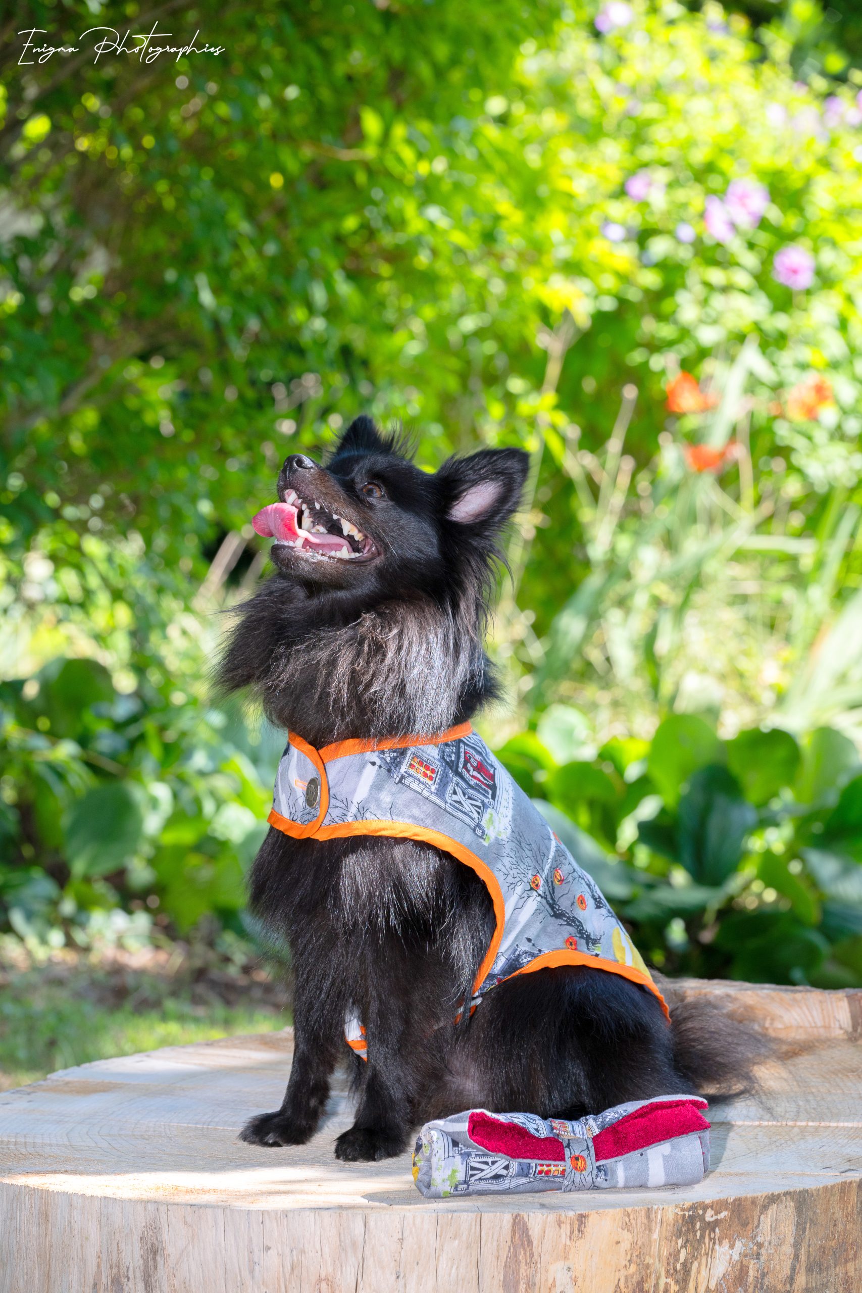 dog coat made in France Halloween haunted houses