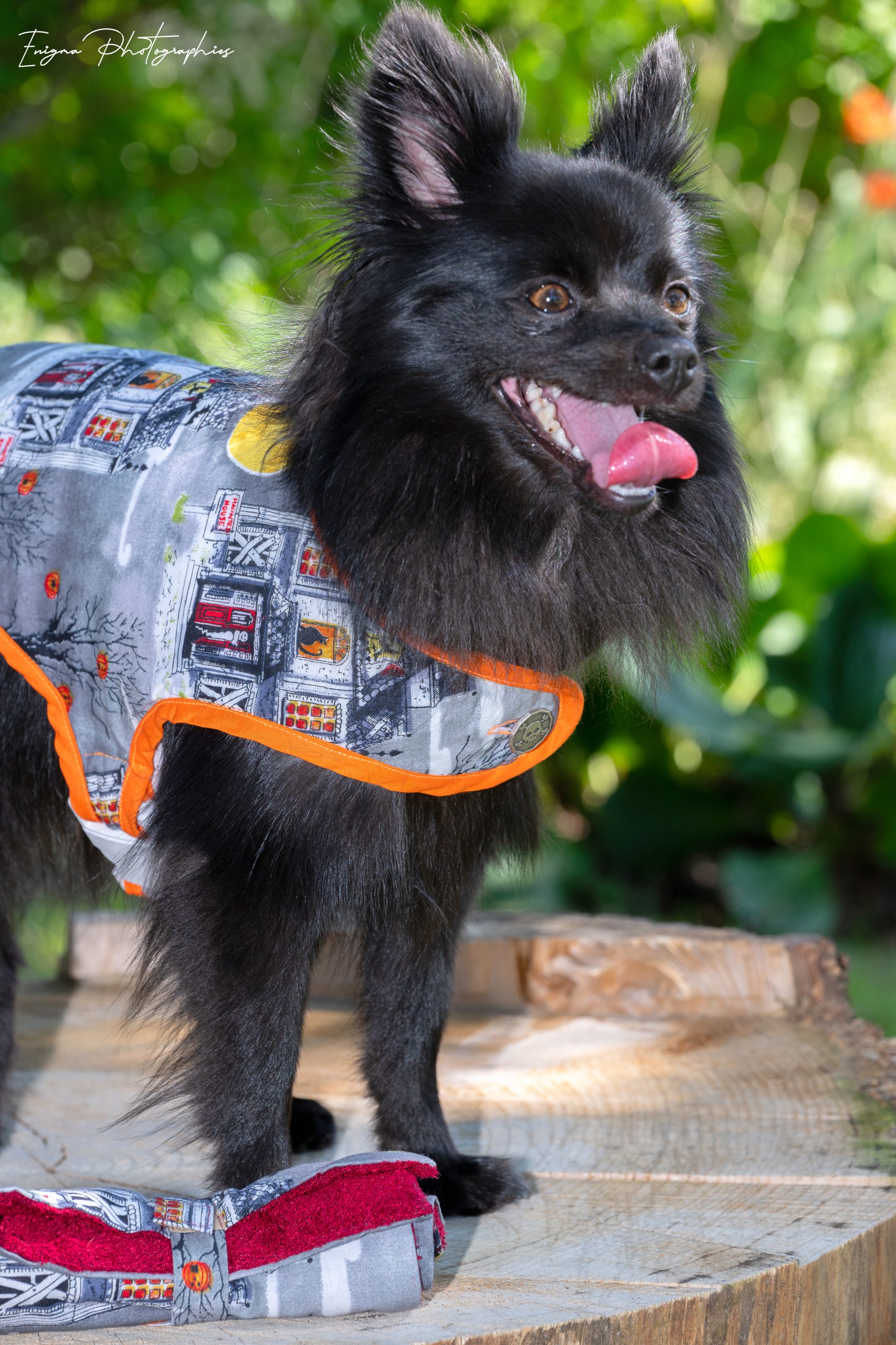 dog coat made in France Halloween haunted houses