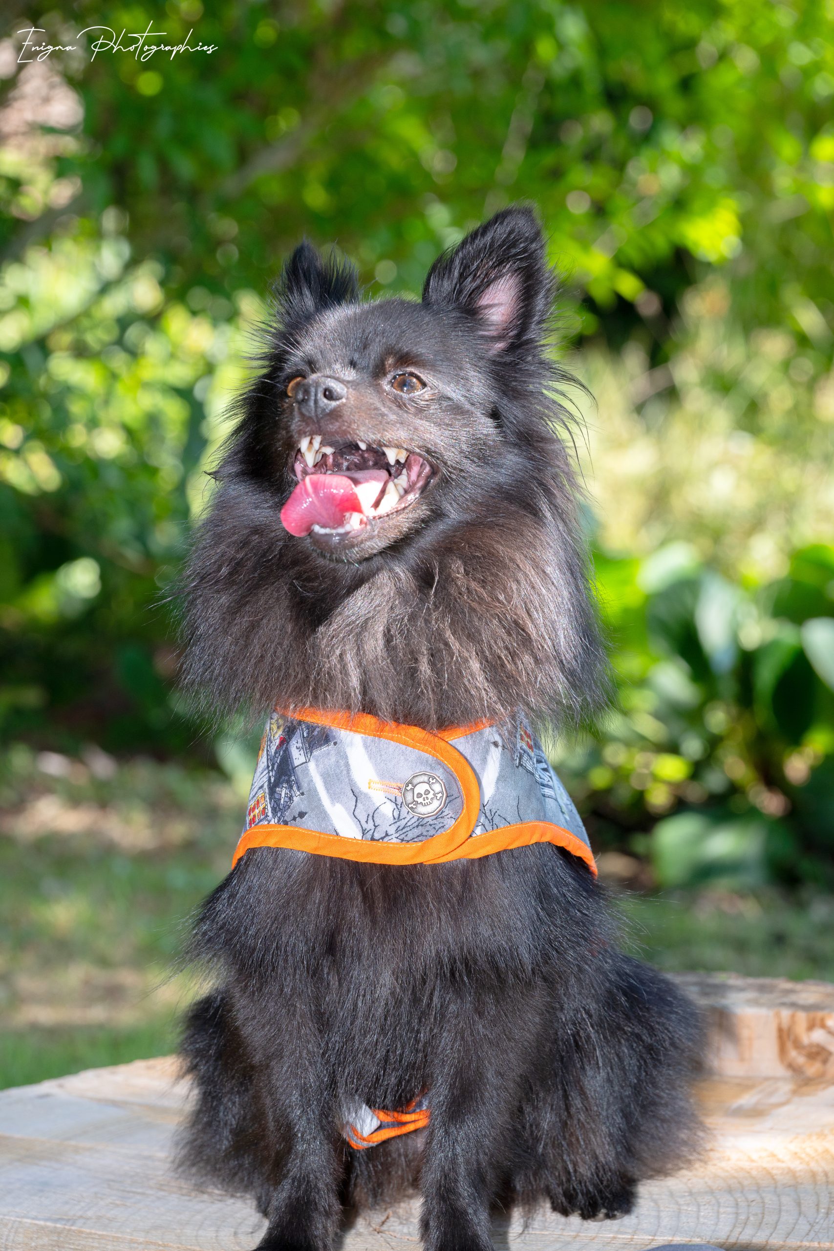 dog coat made in France Halloween haunted houses