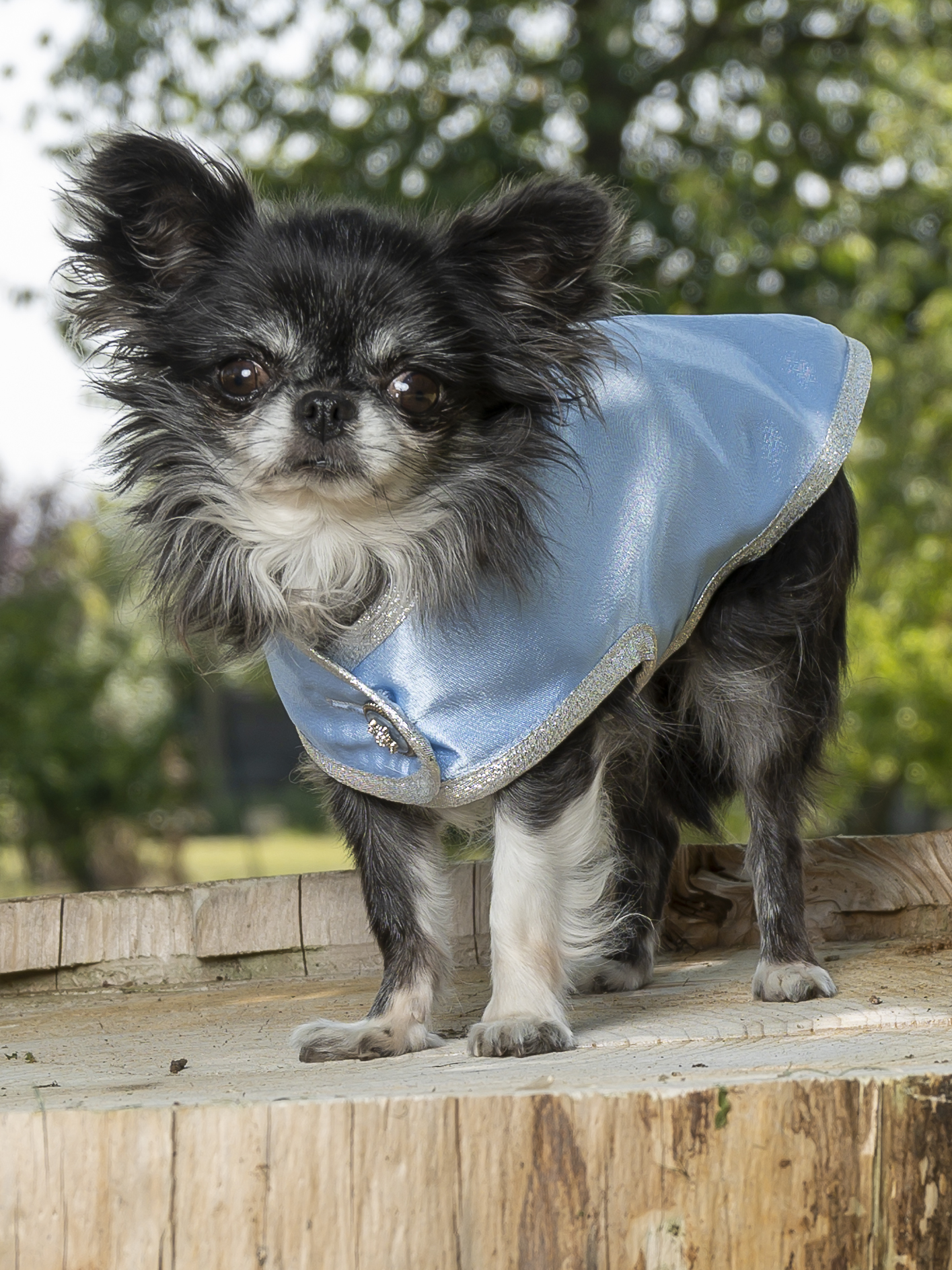 manteau pour chien en satin bleu ciel made in france