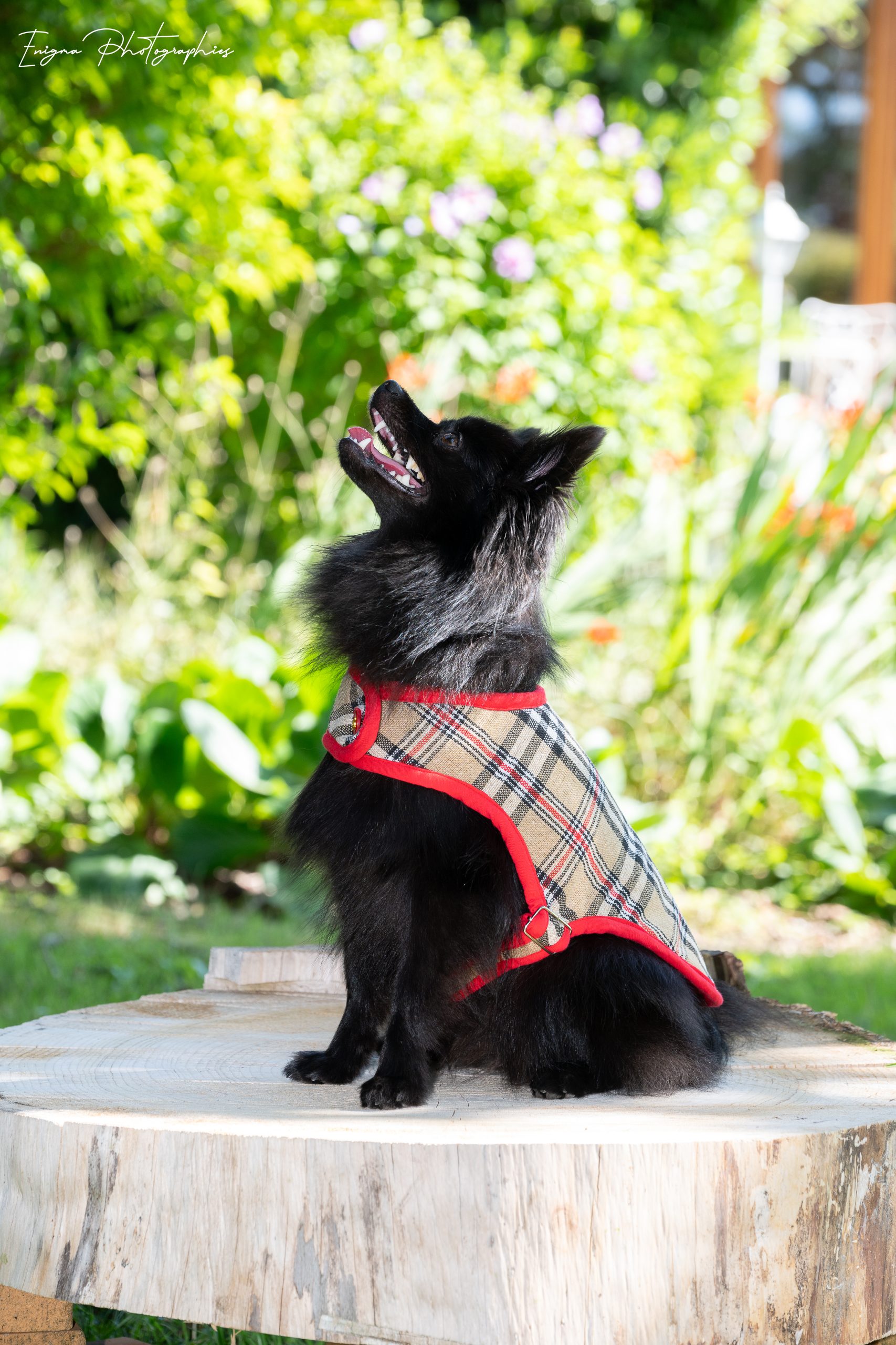 DSC_2813 beige tartan dog coat