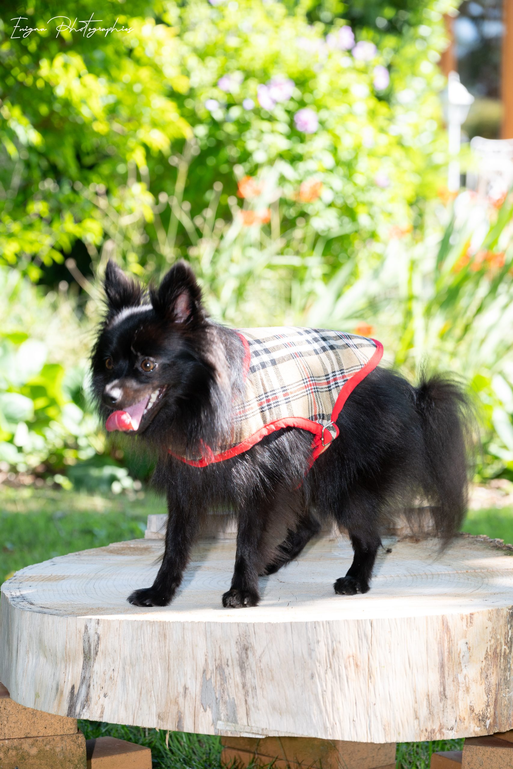 DSC_2815 beige tartan dog coat