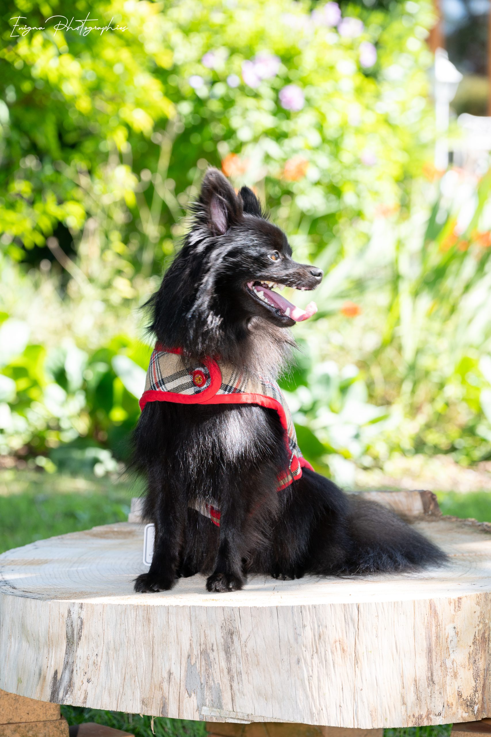 DSC_2816 beige tartan dog coat