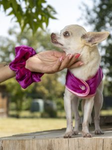 manteau pour chien en velours fuchsia et son chouchou assorti