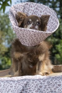 collerette textile post opératoire pour chien à imprimé léopard
