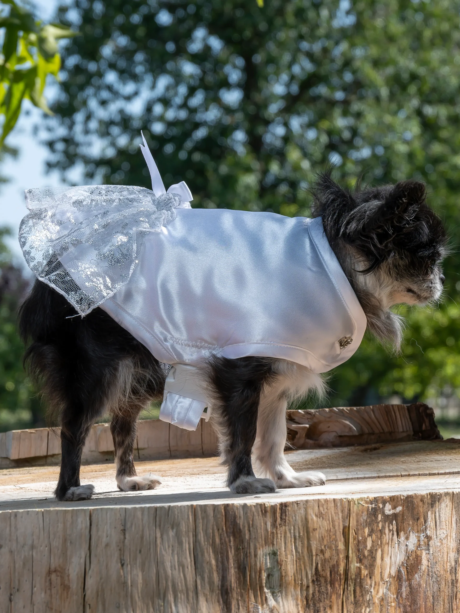 manteau pour chienne pour mariage made in france