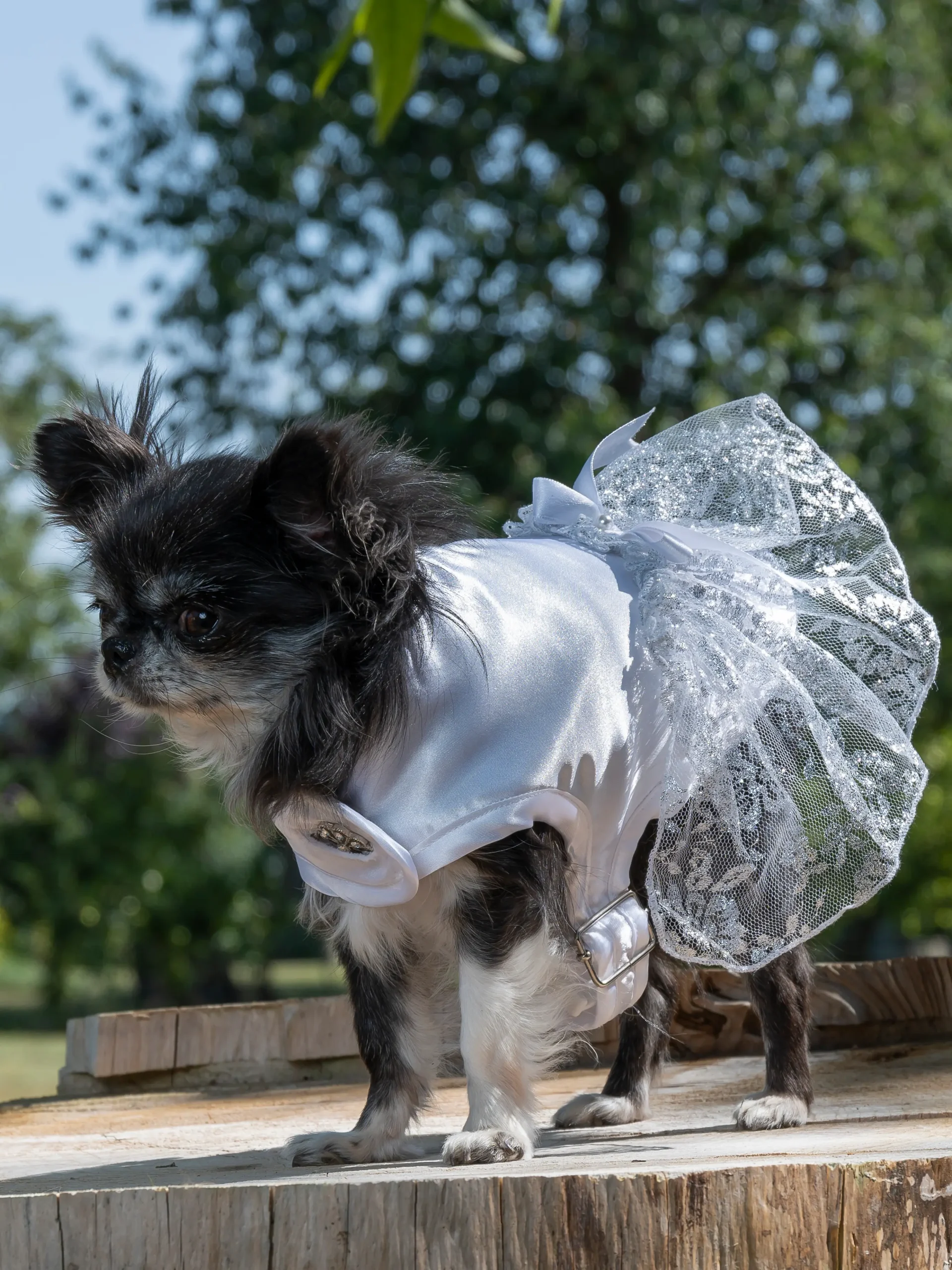 manteau pour chienne pour mariage made in france