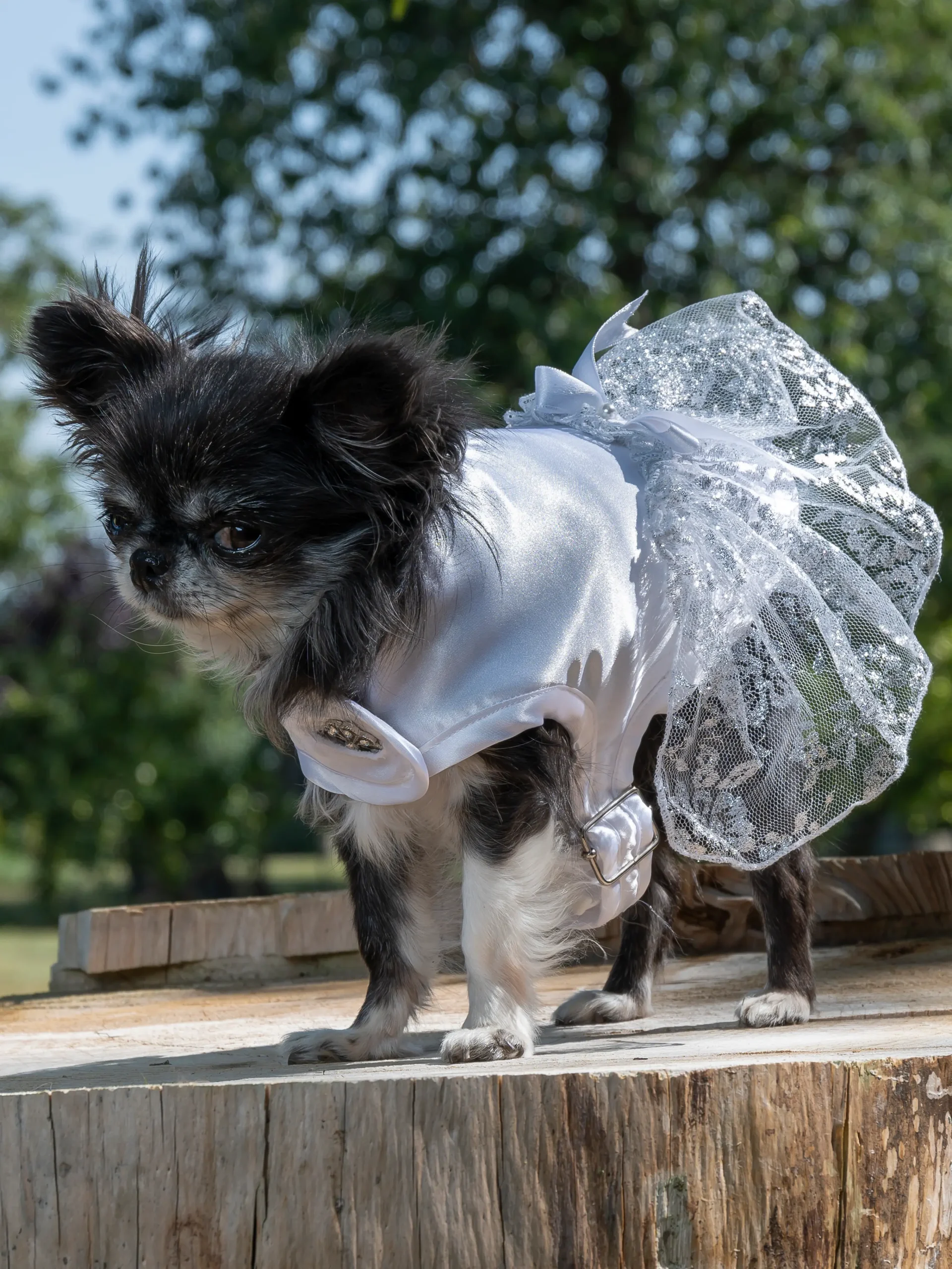 manteau pour chienne pour mariage made in france