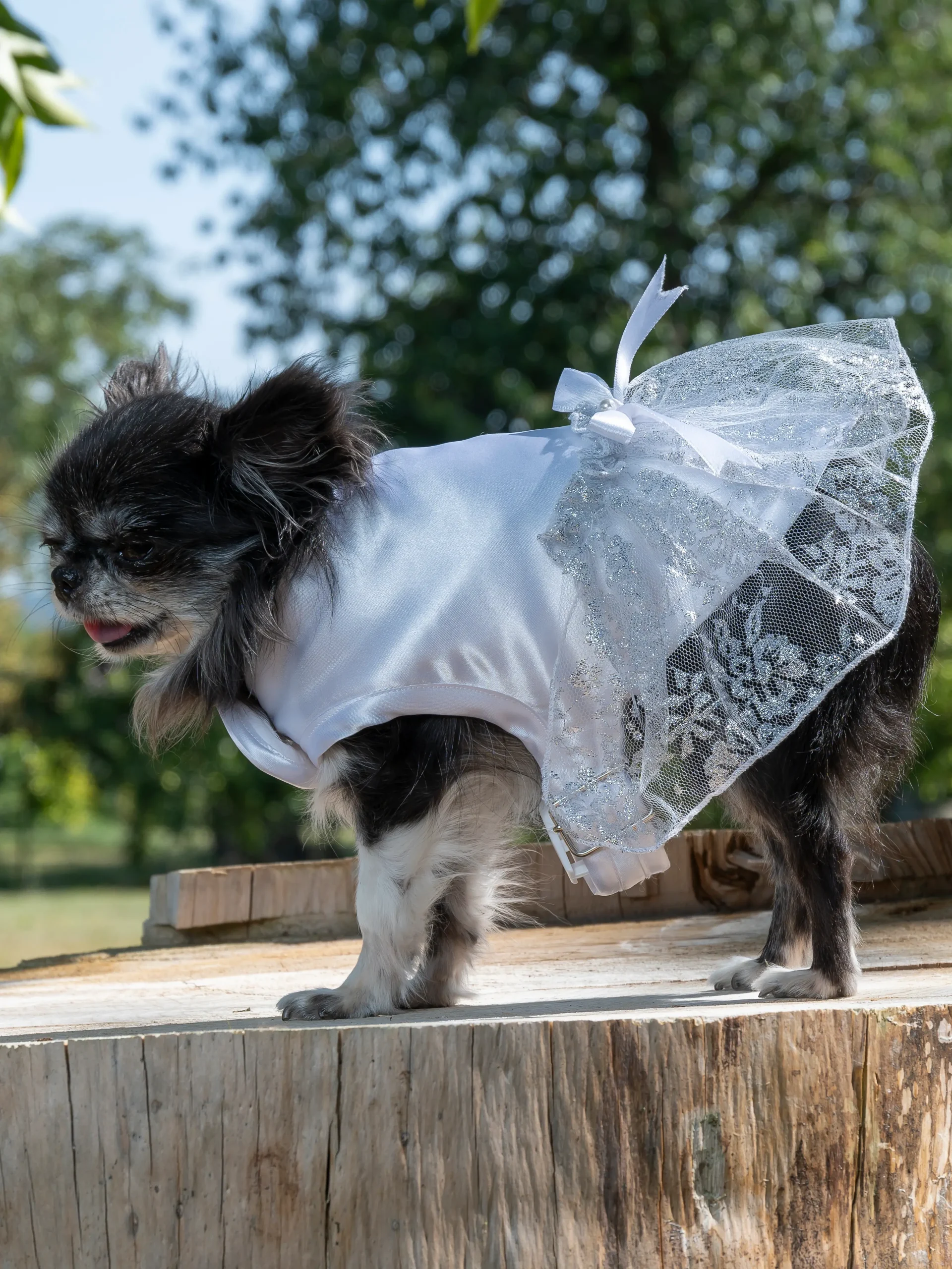 manteau pour chienne pour mariage made in france