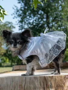 manteau pour chienne pour mariage made in france