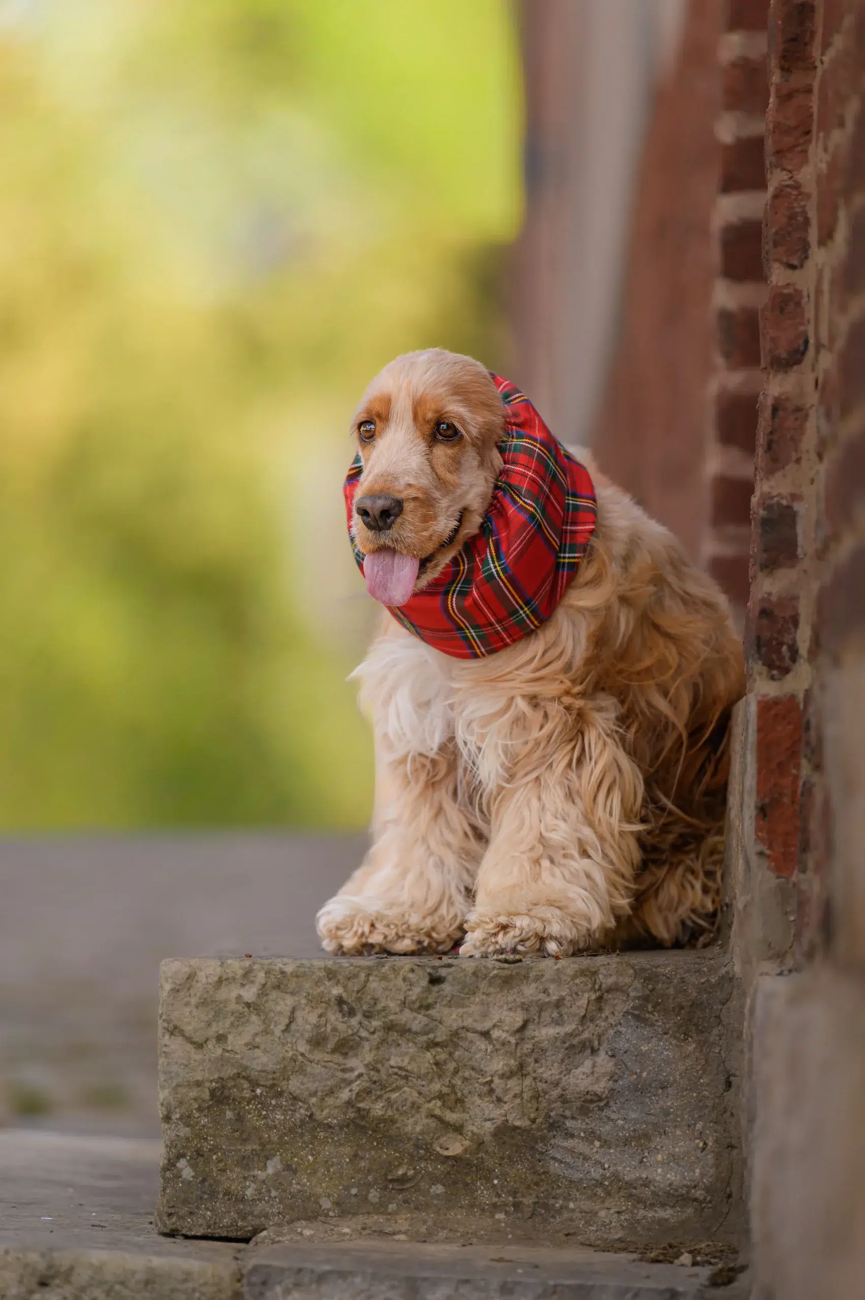 snood pour chien tartan rouge Made in France
