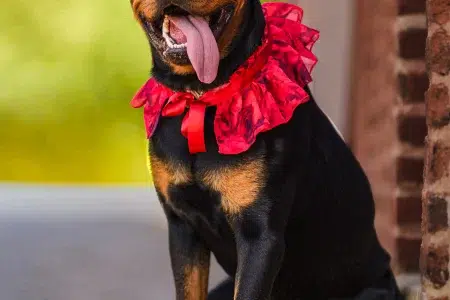col amovible pour chien Made in France